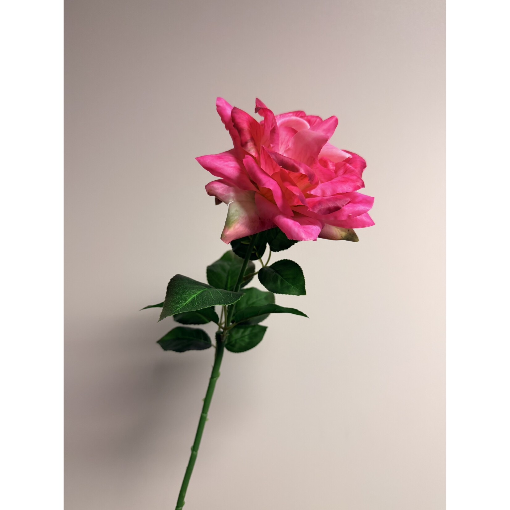 ROSE CRITERION| PINK | 70 CM