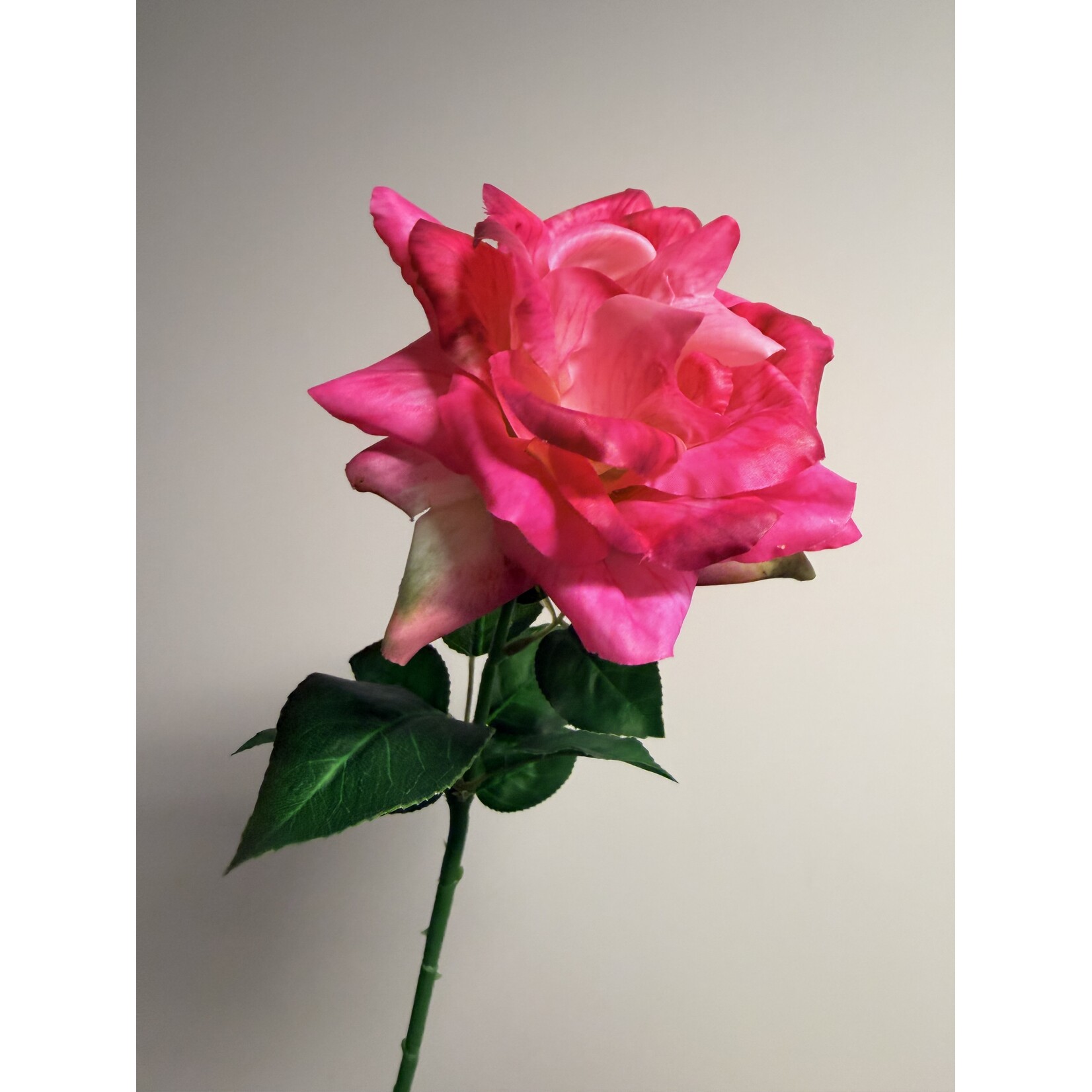 ROSE CRITERION| PINK | 70 CM