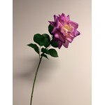 ROOS | PAARS | 70 CM