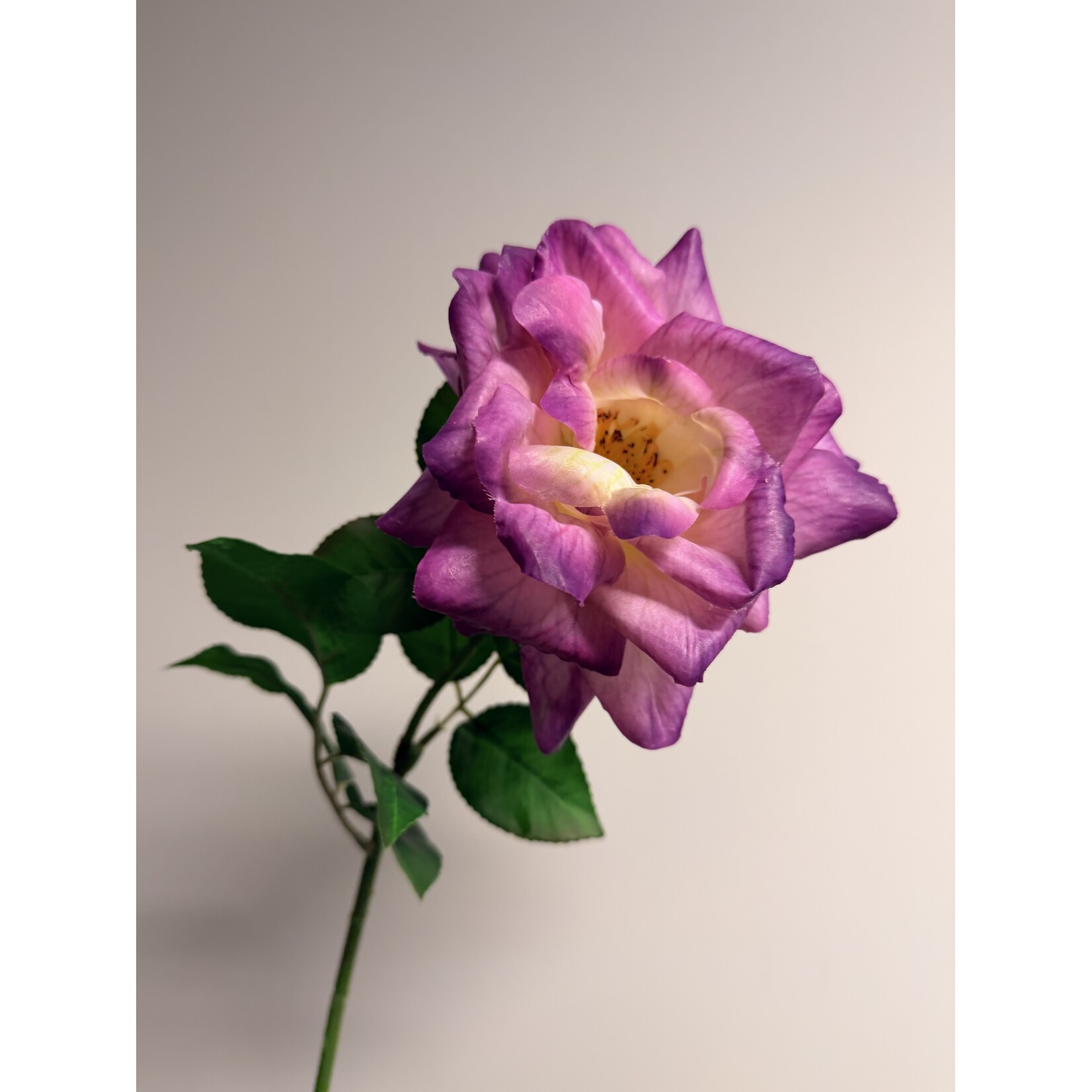 ROSE MINERVA | PURPLE | 70 CM