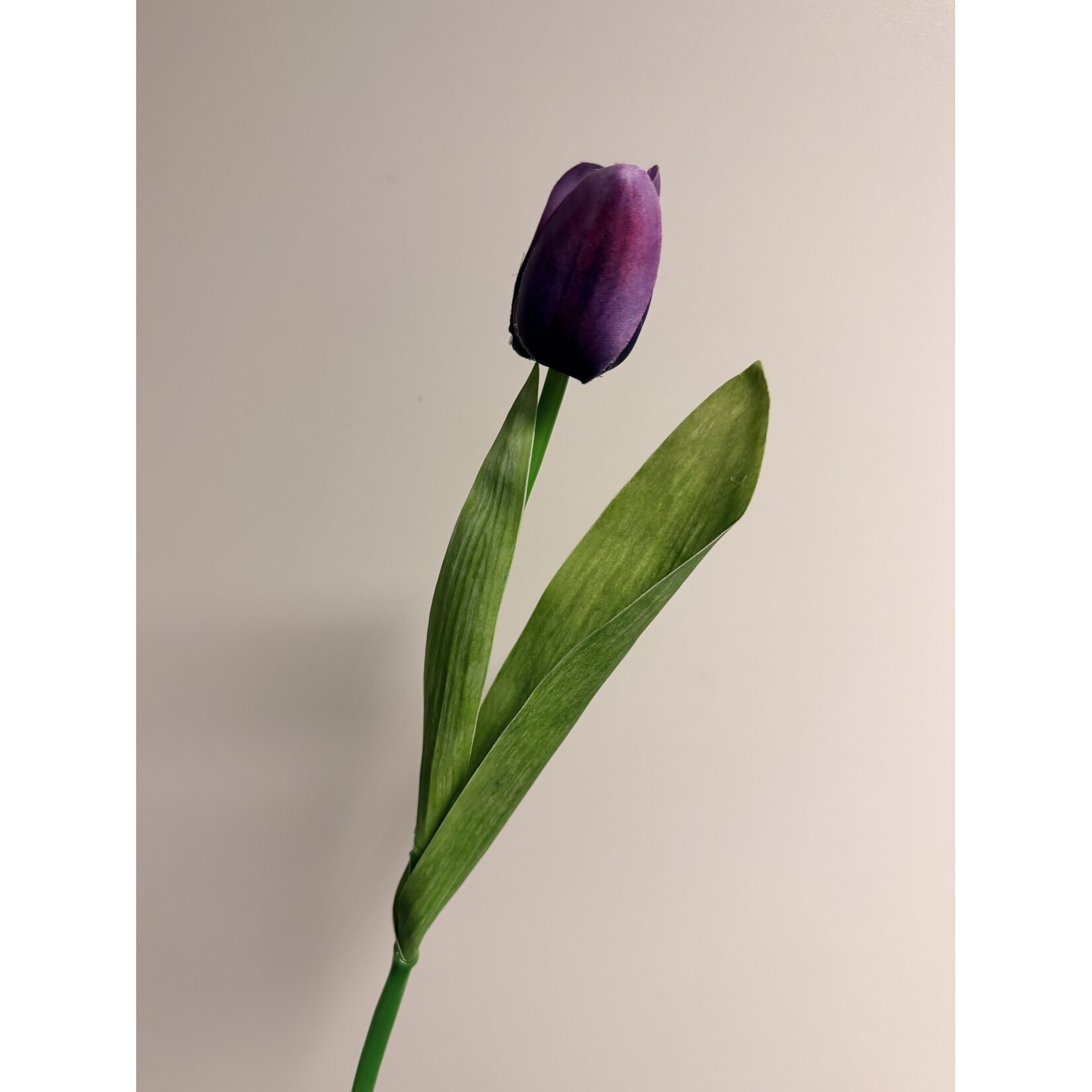 TULP KORT | PAARS  | 35 CM