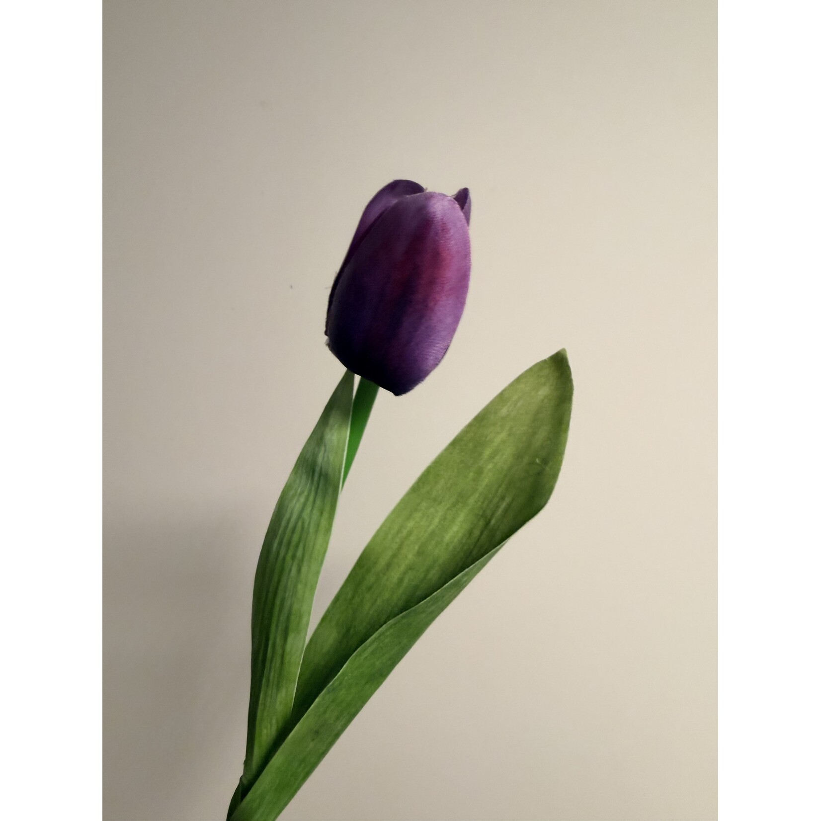 TULIP SHORT | PURPLE | 35 CM