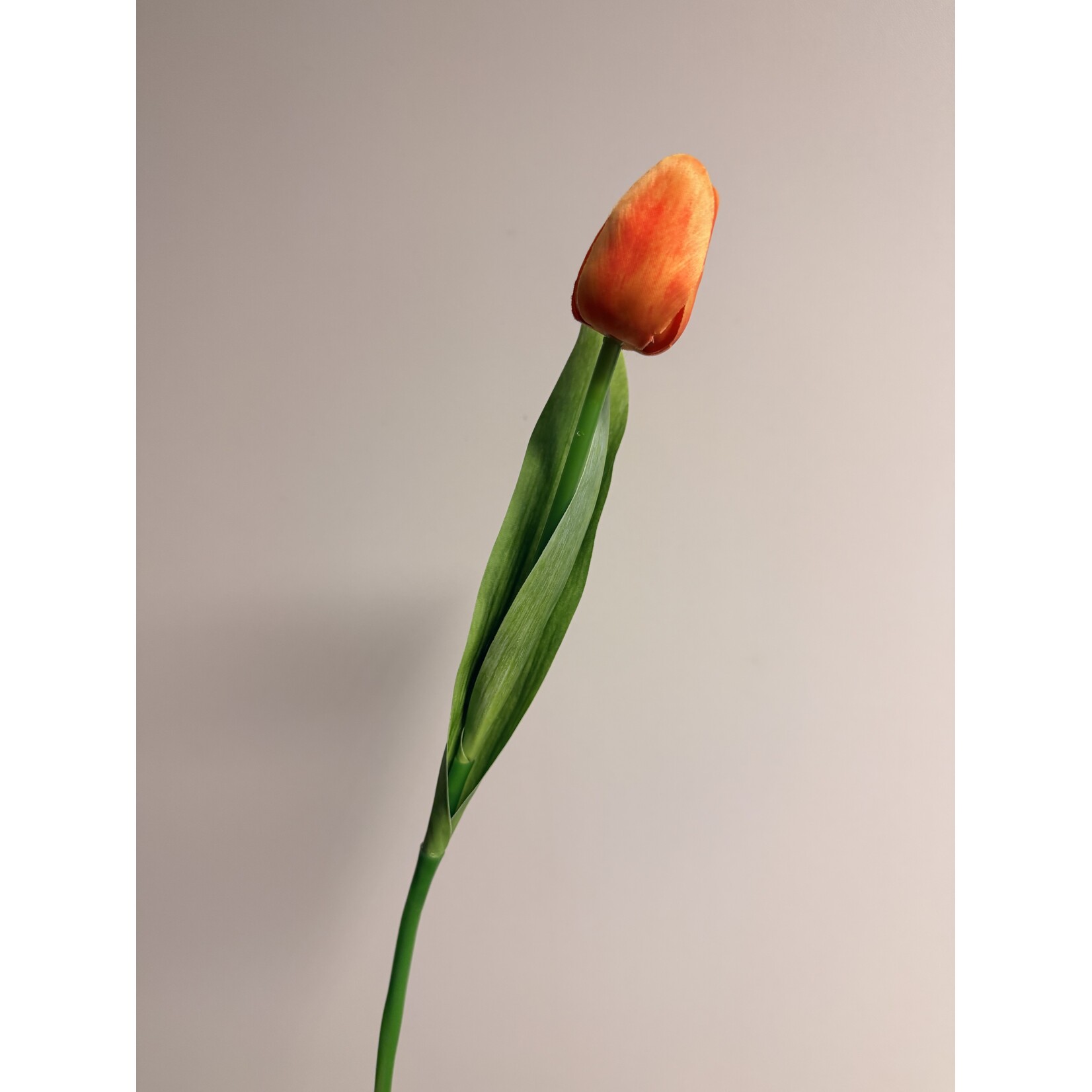 TULP KORT | ORANJE  | 35 CM