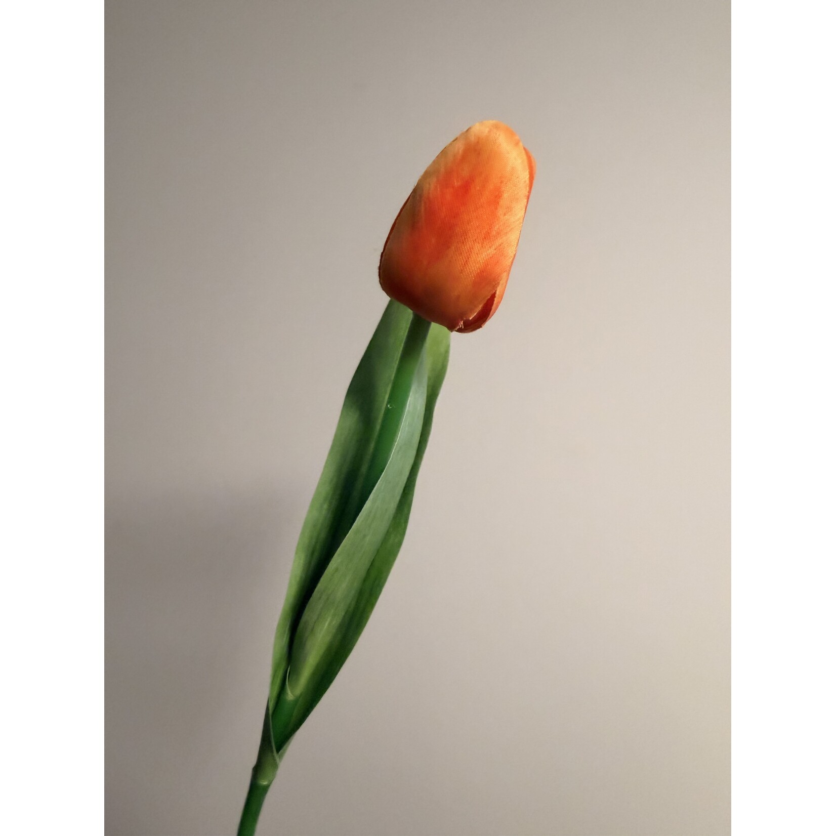 TULIP SHORT | ORANGE | 35 CM