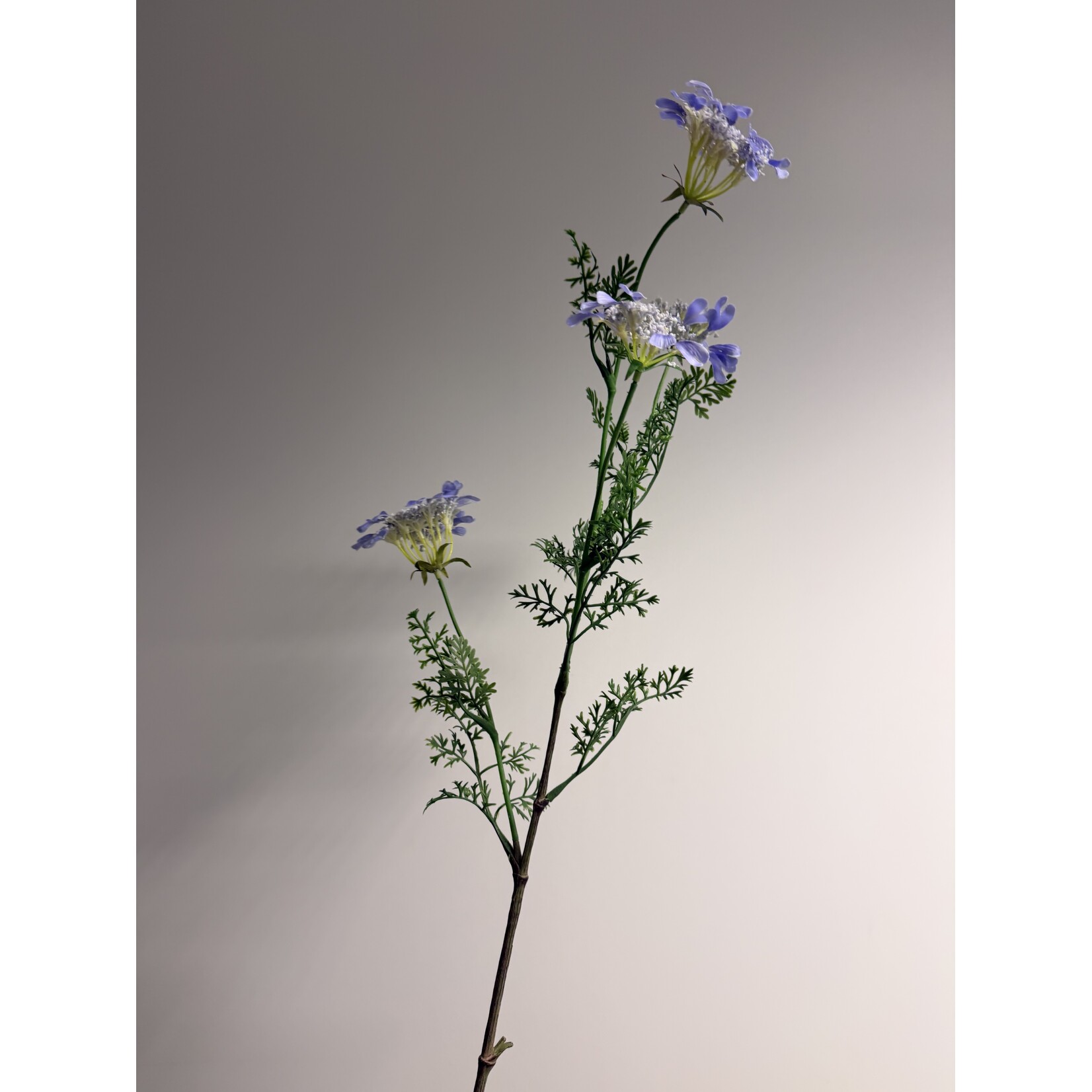 KANTBLOEM LACY BLUE| BLAUW  | 96 CM