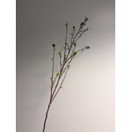 WINTERSWEET | GREEN | 81 CM