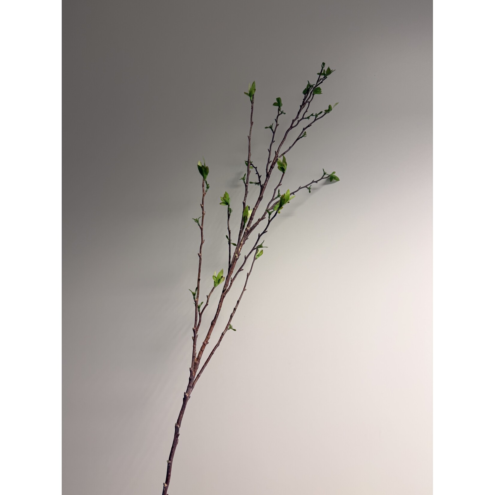 MELOENBOOMPJE CHIMONANTUS | GROEN | 81 CM
