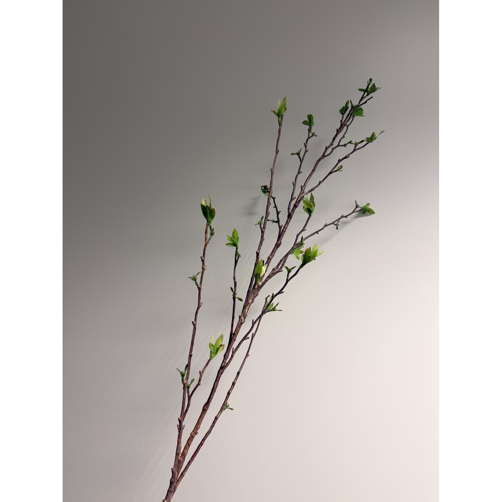 MELOENBOOMPJE CHIMONANTUS | GROEN | 81 CM