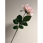 ROOS | POEDER ROZE | 66 CM