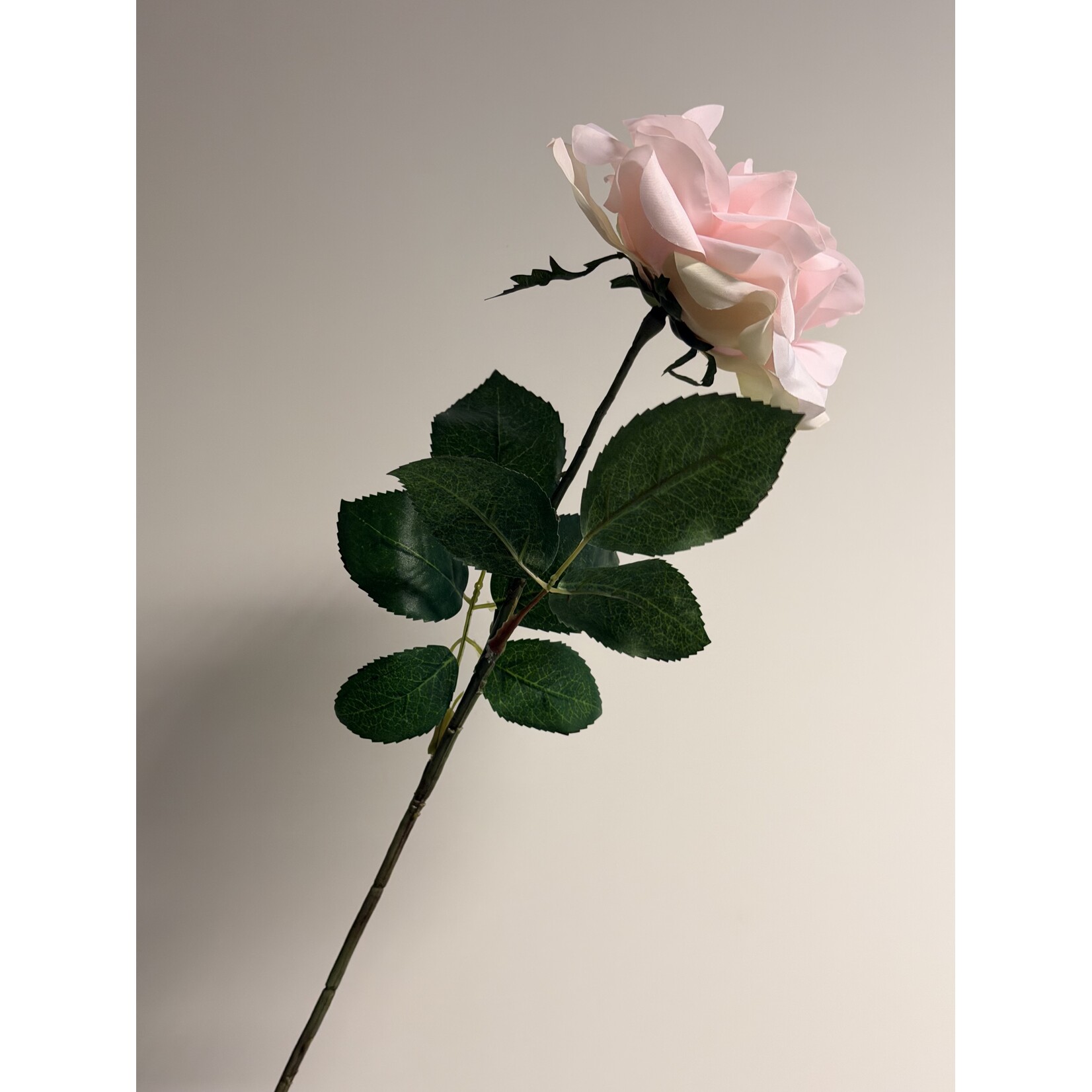 ROSE  SHADE OF PALE| POWDER PINK | 66 CM