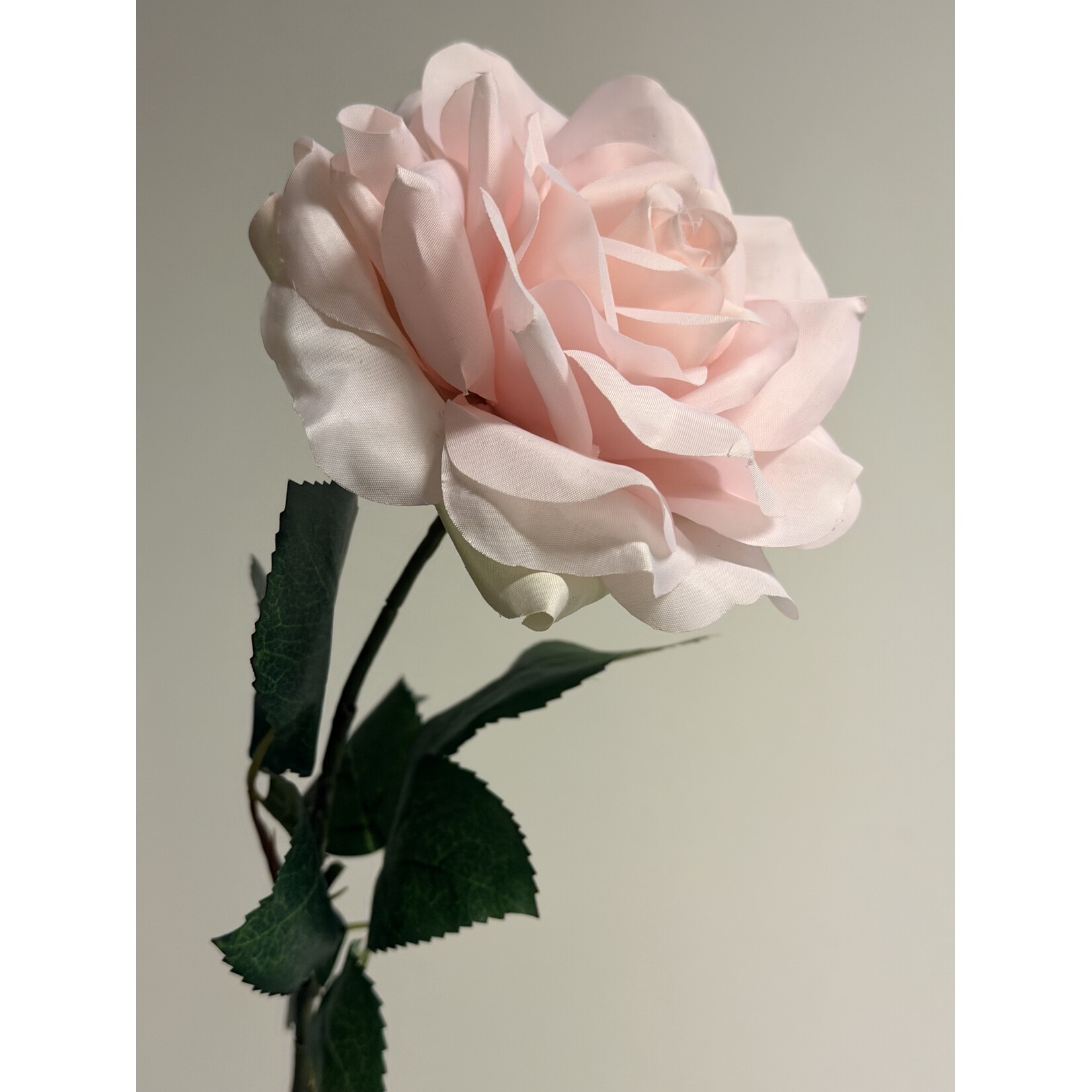 ROSE  SHADE OF PALE| POWDER PINK | 66 CM