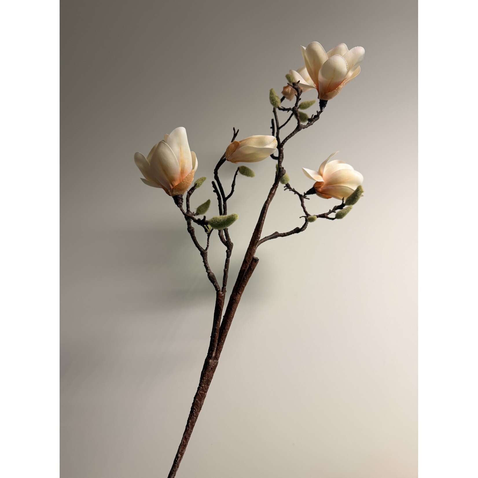MAGNOLIA SUNSATION | PERZIK | 100 CM