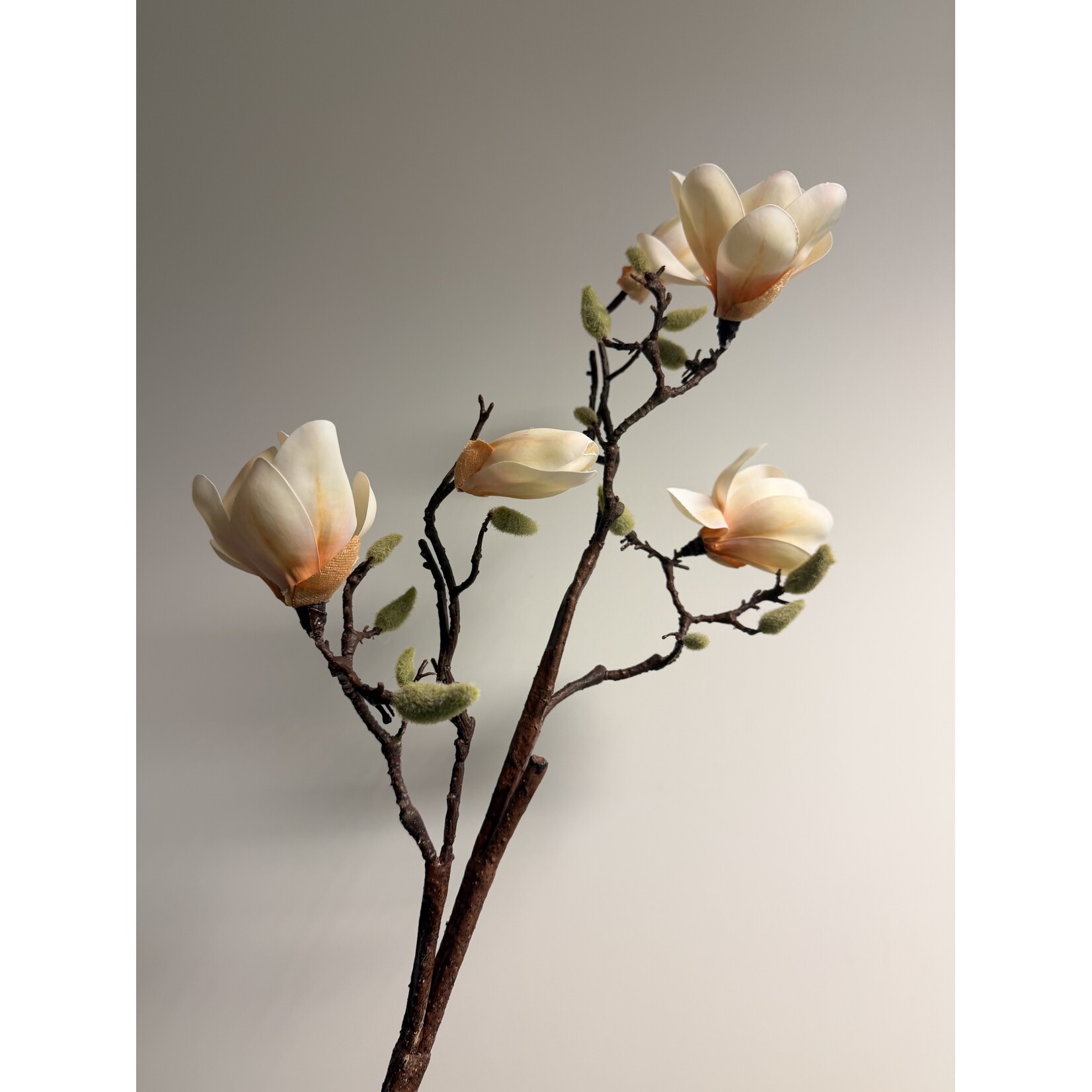 MAGNOLIA SUNSATION | PERZIK | 100 CM