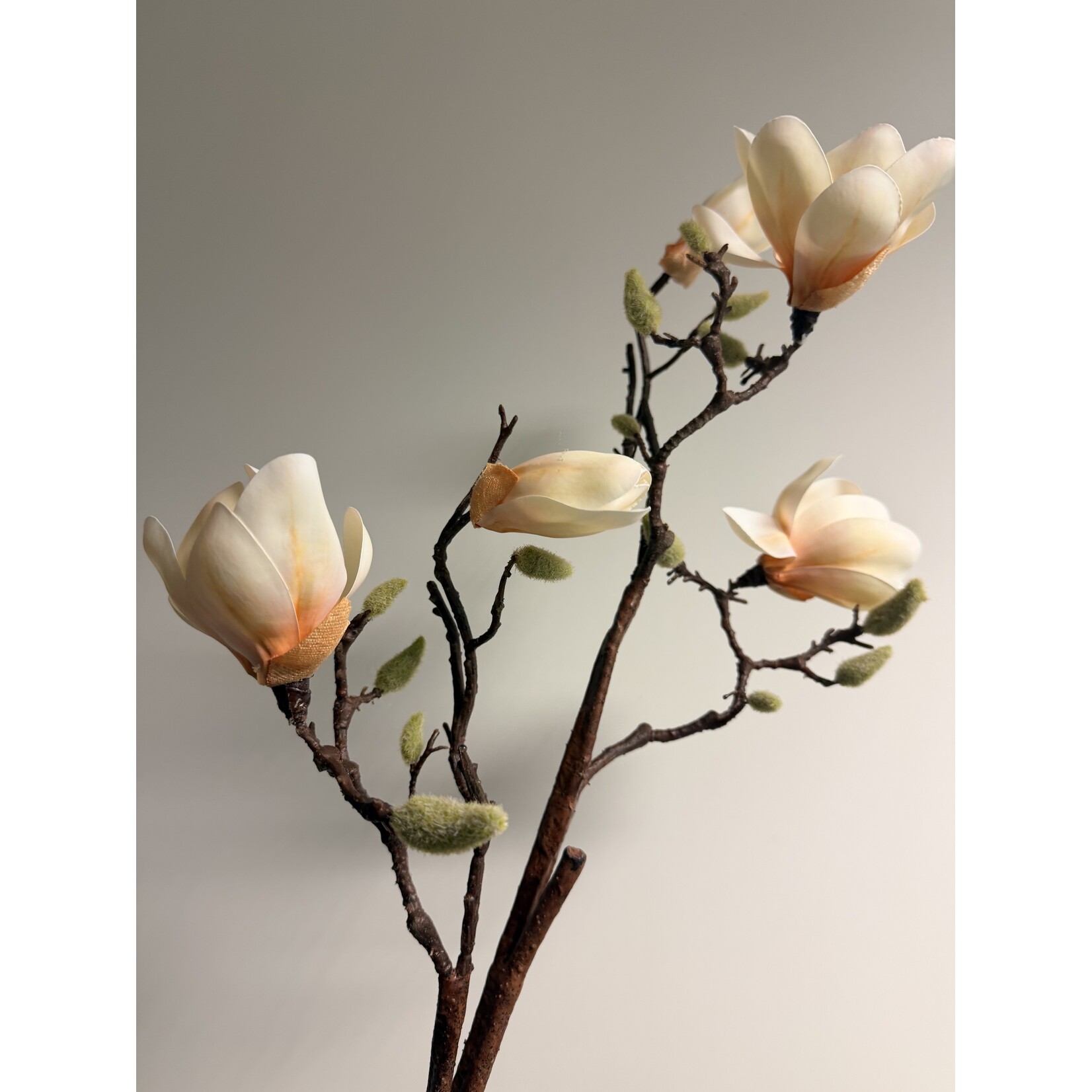 MAGNOLIA SUNSATION | PEACH | 100 CM