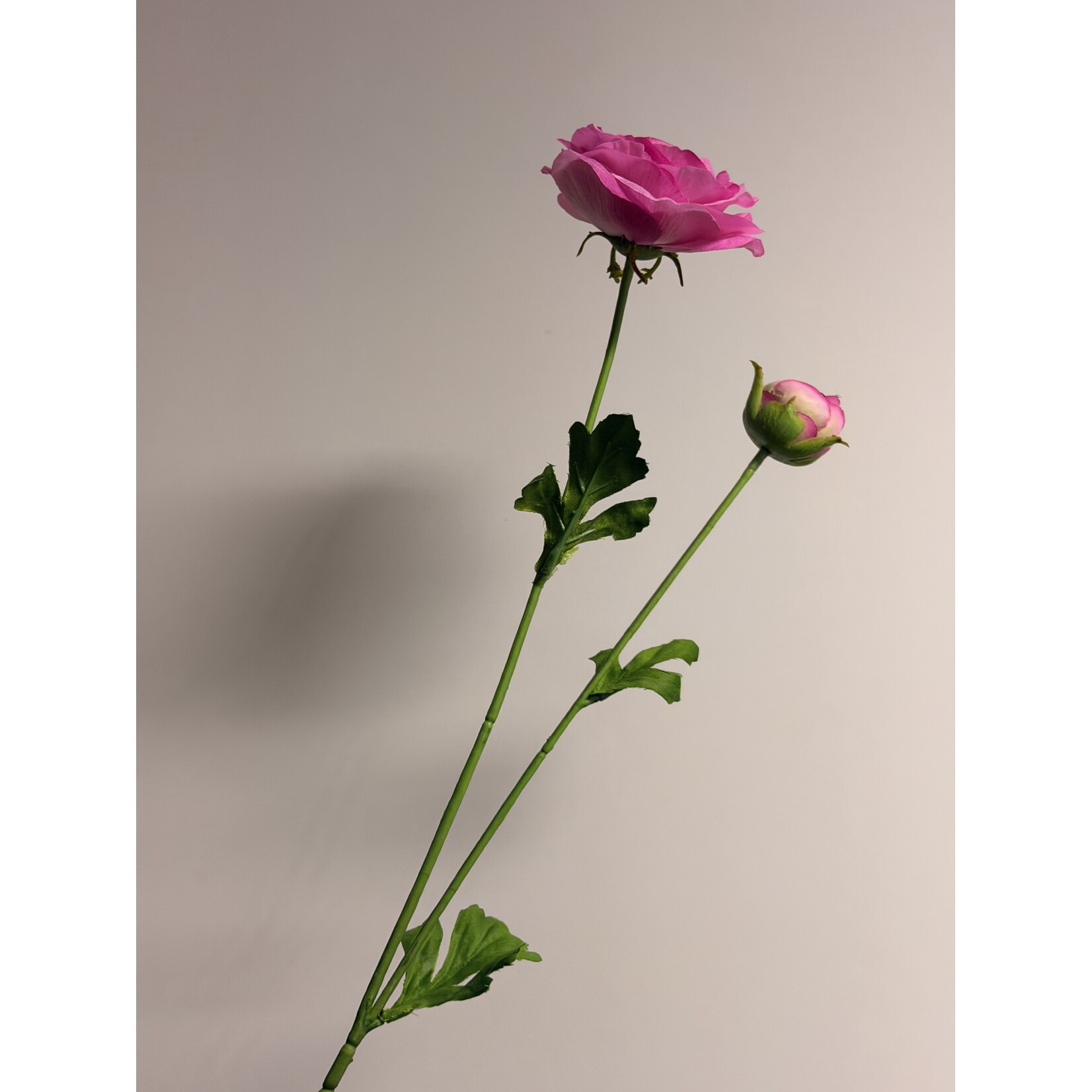 RANUNCULUS CLONI ROSADO | PINK | 63 CM