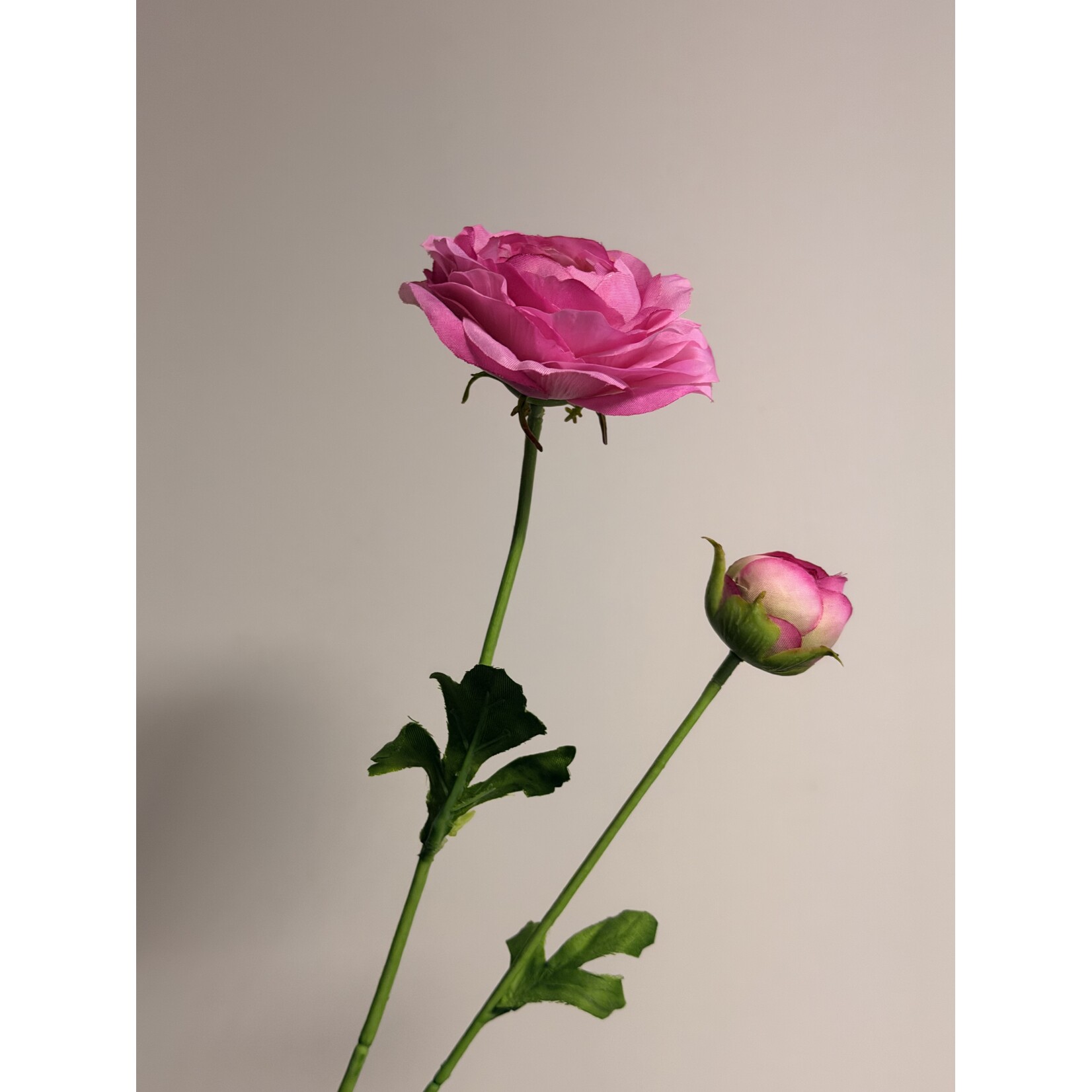 RANONKEL CLONI ROSADO | ROZE | 63 CM