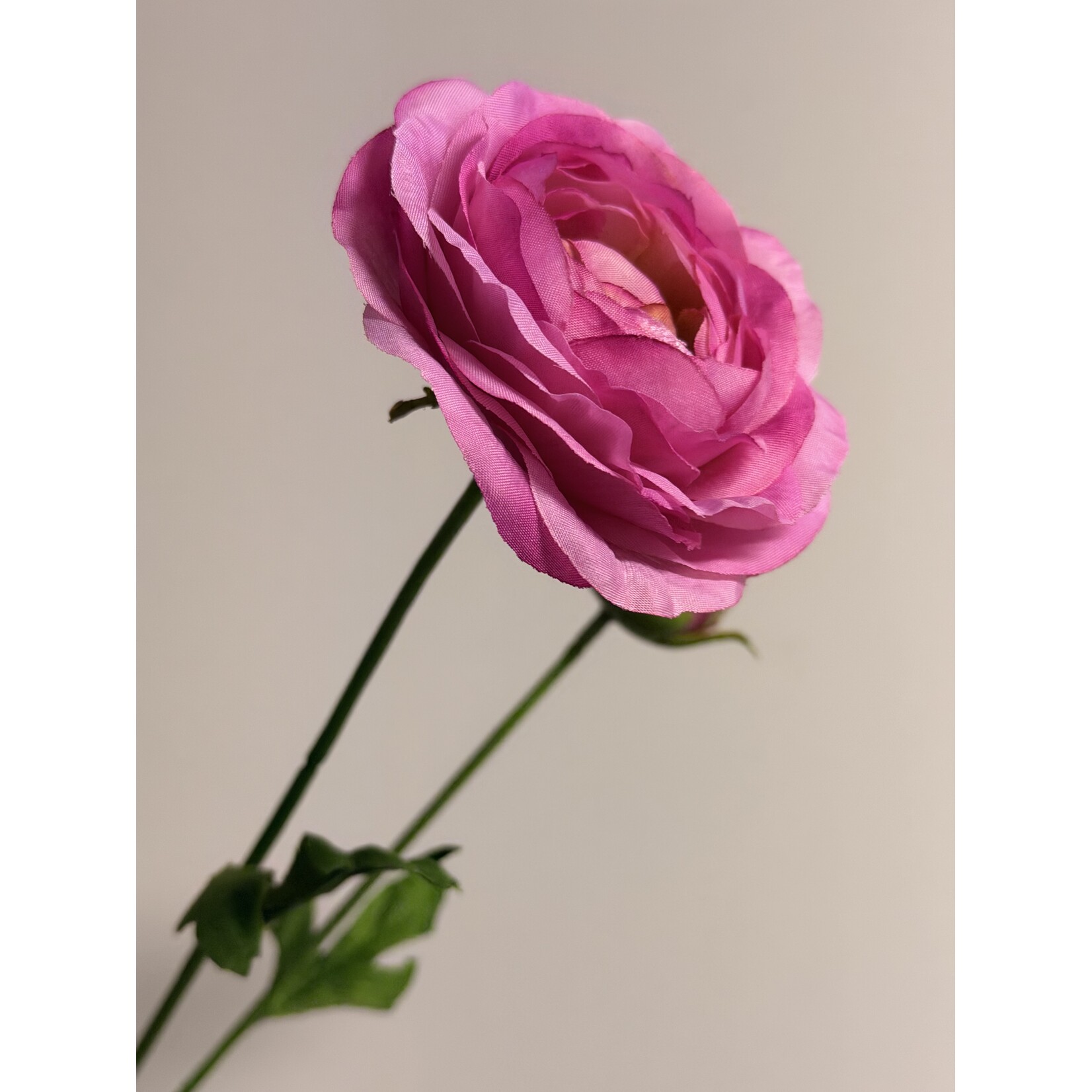 RANUNCULUS CLONI ROSADO | PINK | 63 CM