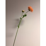 RANONKEL | PERZIK | 63 CM