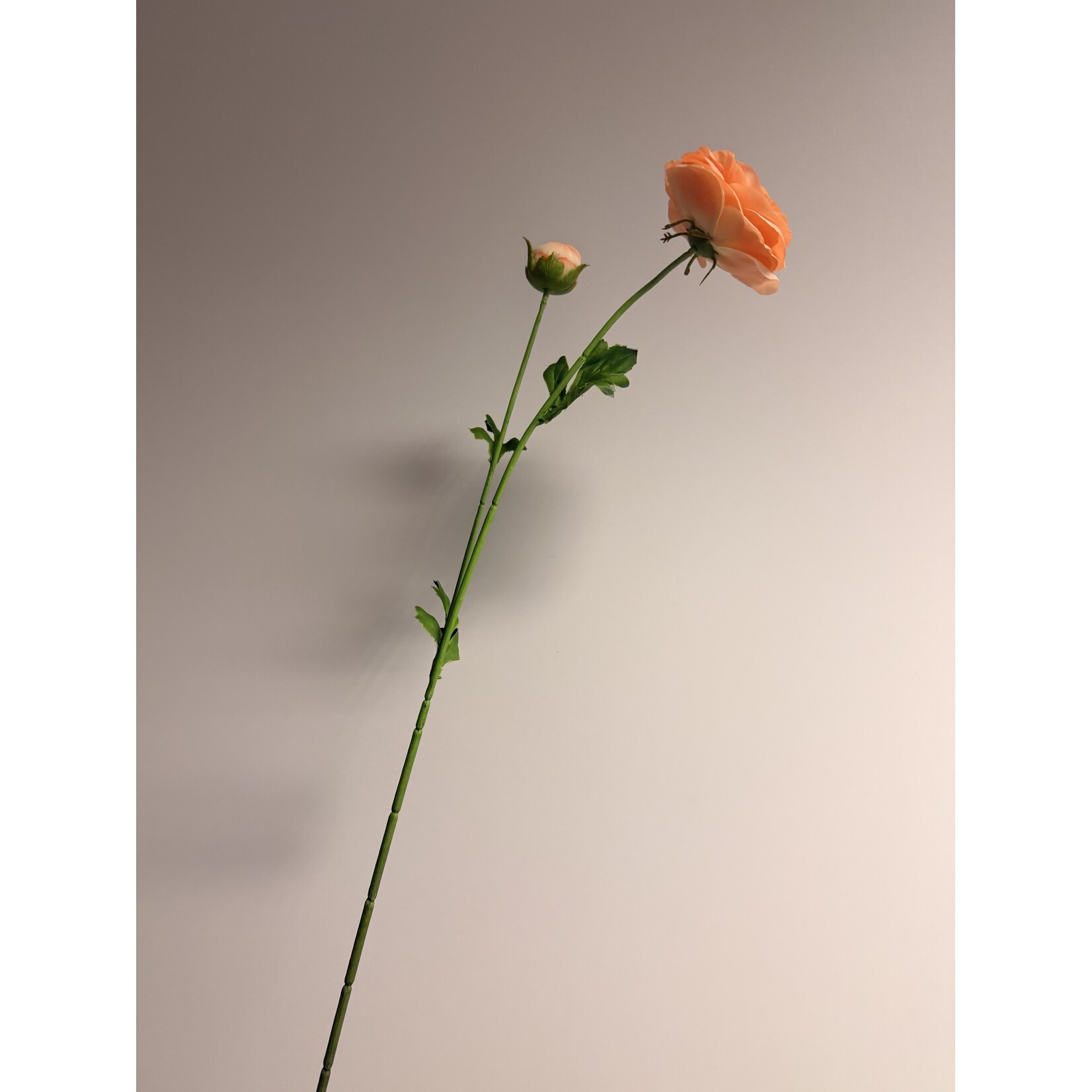 RANUNCULUS CLONI SUCCESS | PEACH | 63 CM