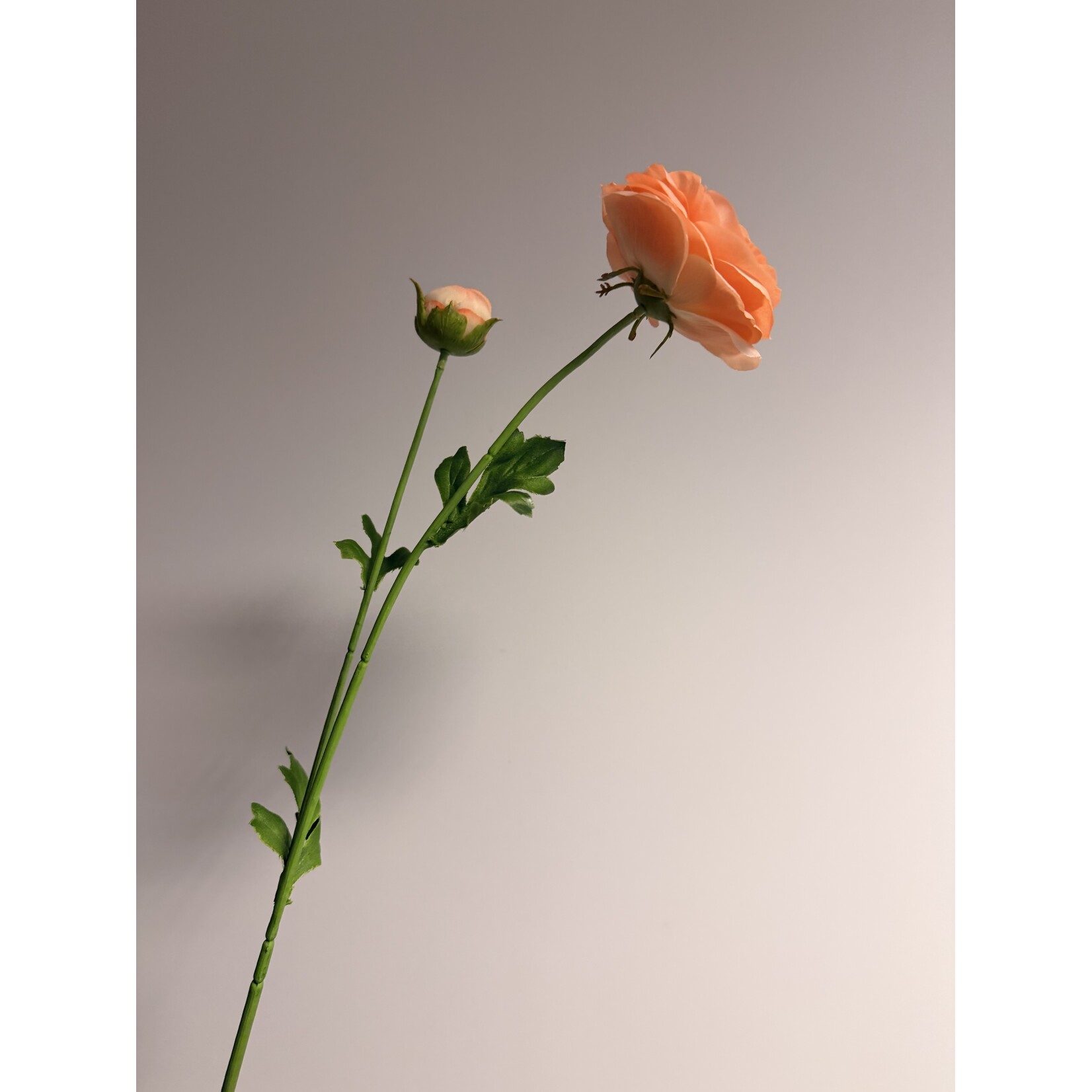 RANUNCULUS CLONI SUCCESS | PEACH | 63 CM