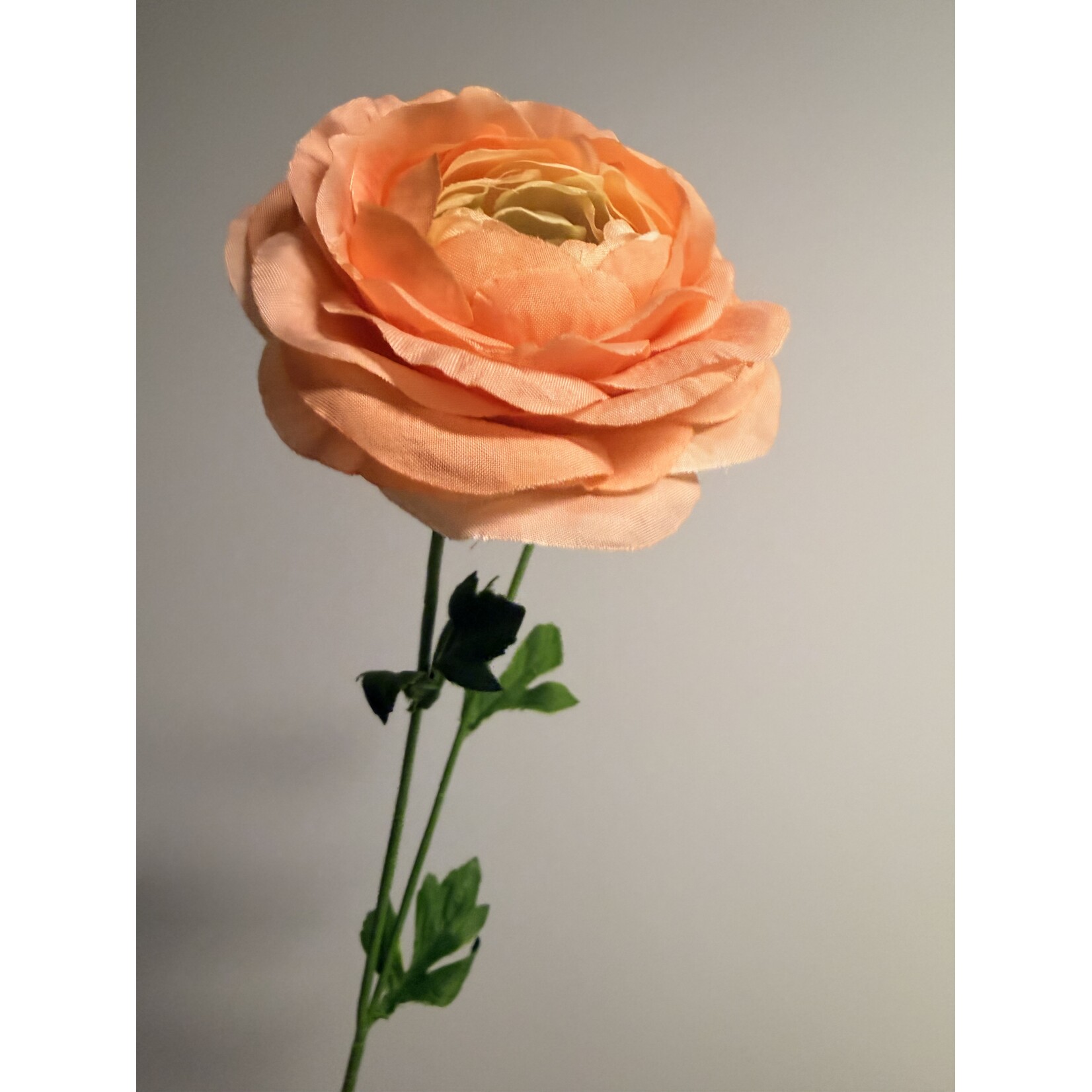 RANONKEL CLONI SUCCESS| PERZIK | 63 CM