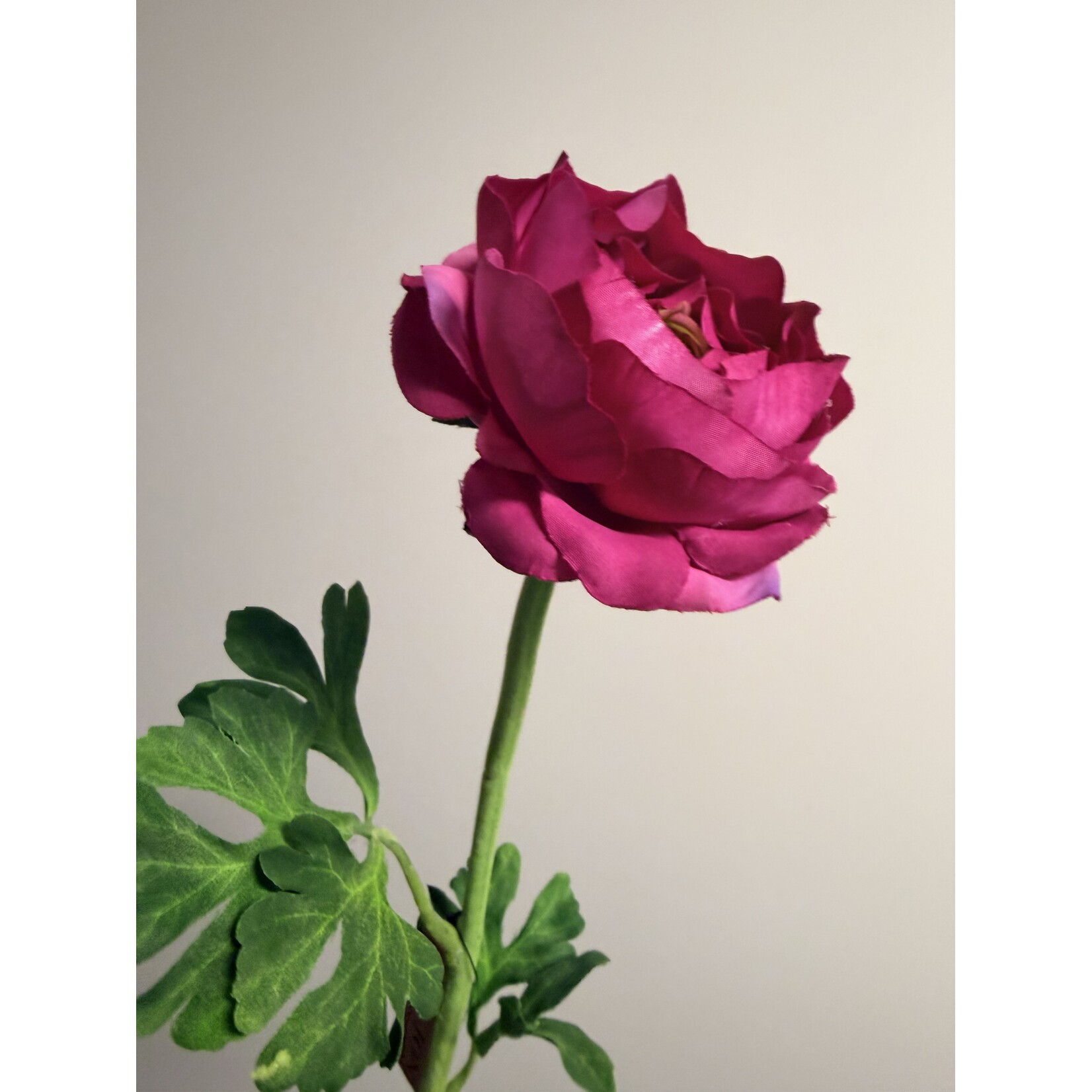 RANONKEL | FUCHSIA | 46 CM