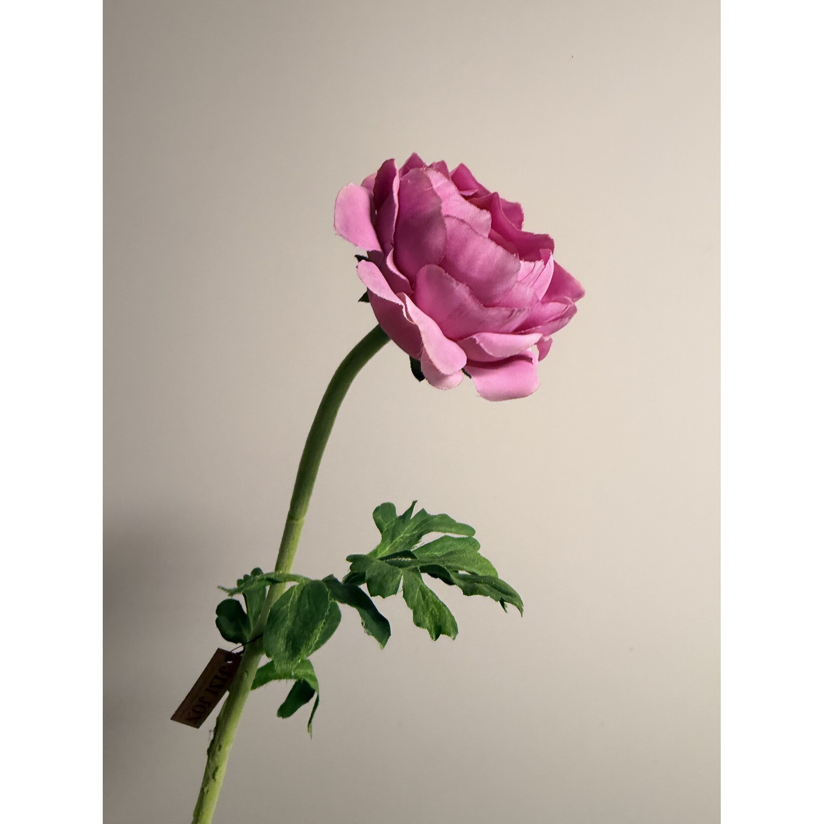RANONKEL | ROZE | 46 CM