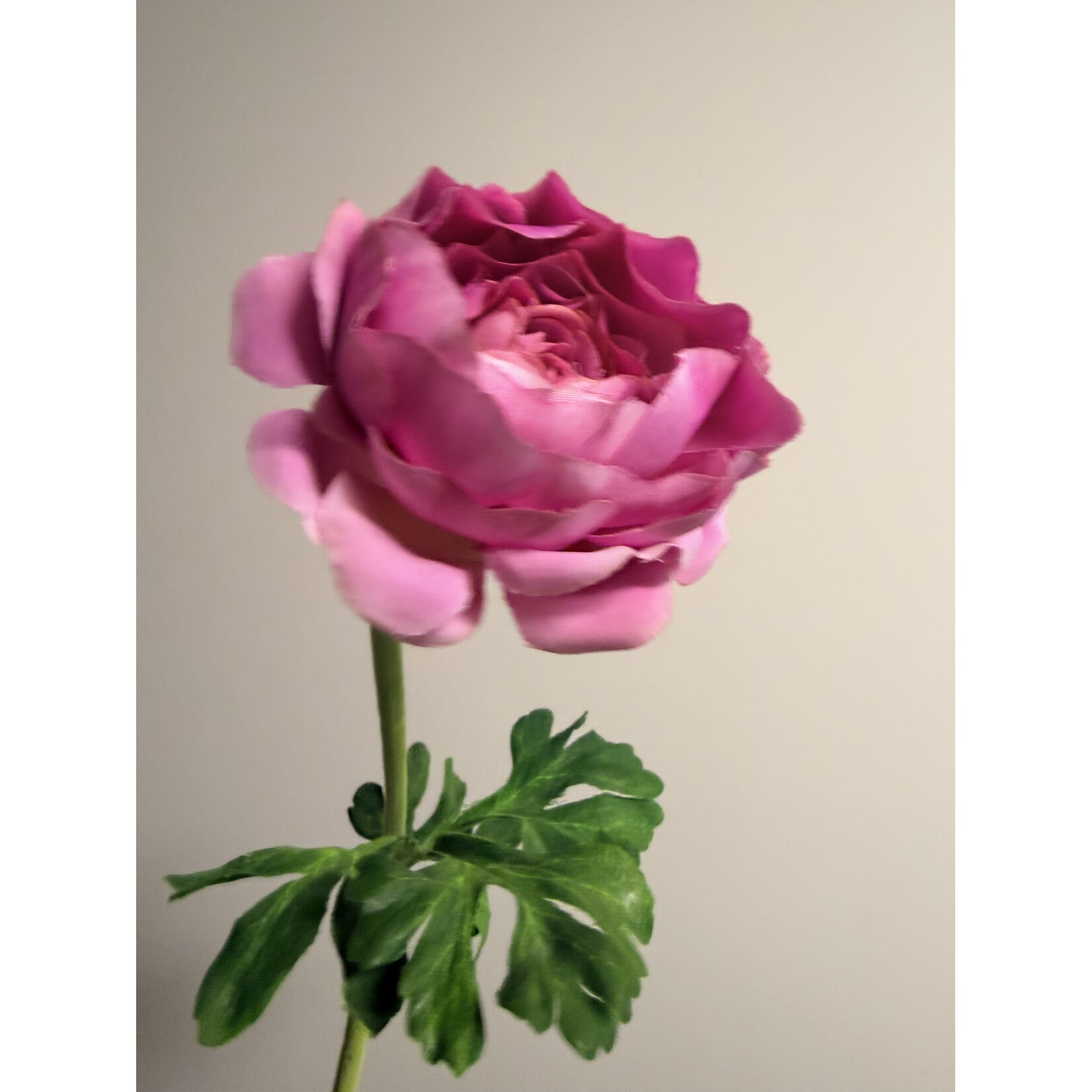 RANUNCULUS | PINK | 46 CM