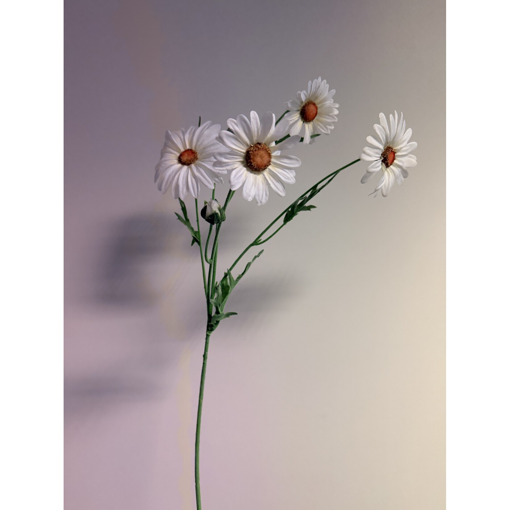 OX EYE DAISY MAIKONIGIN | WHITE | 60 CM