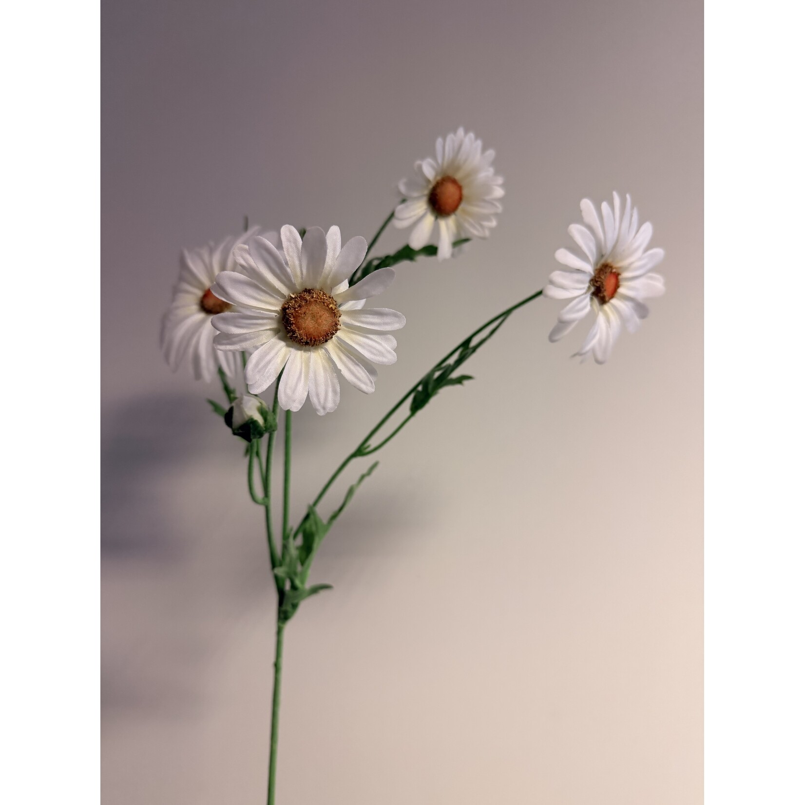 OX EYE DAISY MAIKONIGIN | WHITE | 60 CM