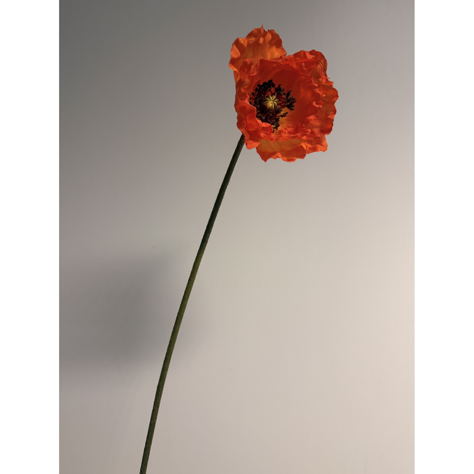 POPPY SINGLE| ORANGE | 70 CM