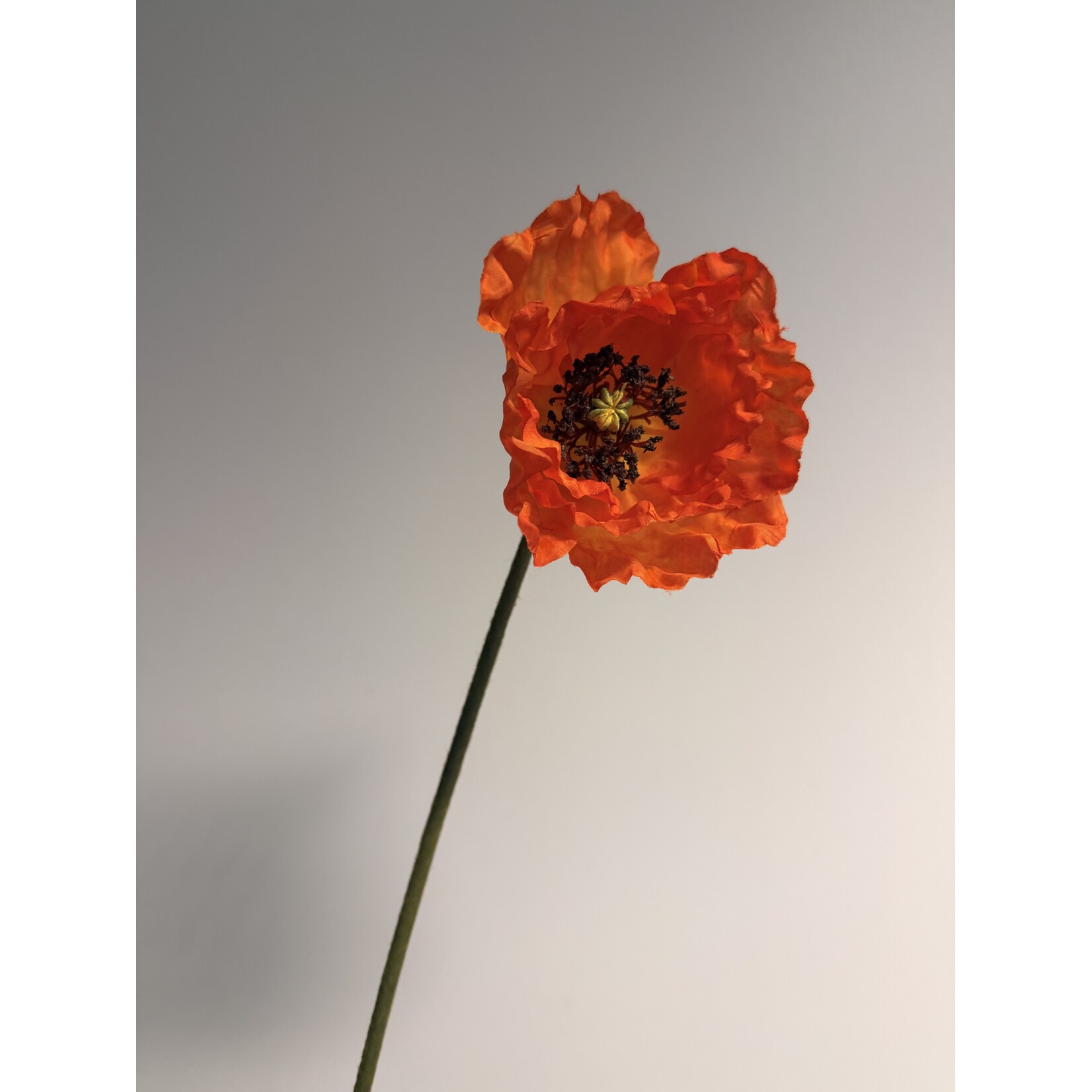 KLAPROOS SINGEL| ORANJE | 70 CM