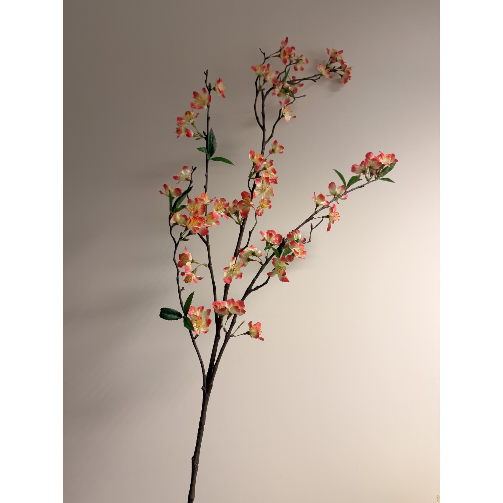 BLOESEM ACCOLADE | ROZE CREME | 110 CM