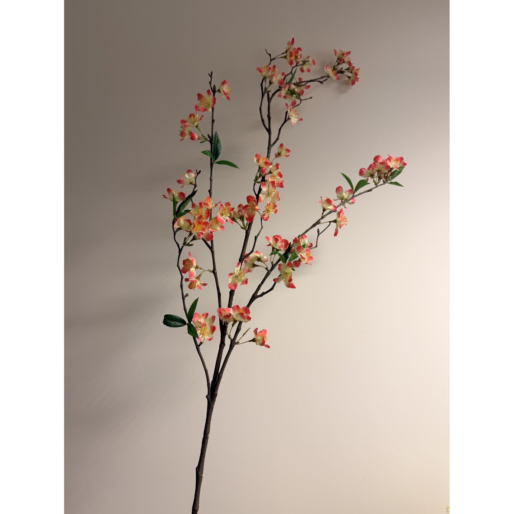 BLOSSOM PAPA GAMBETTA | PINK CREME | 110 CM