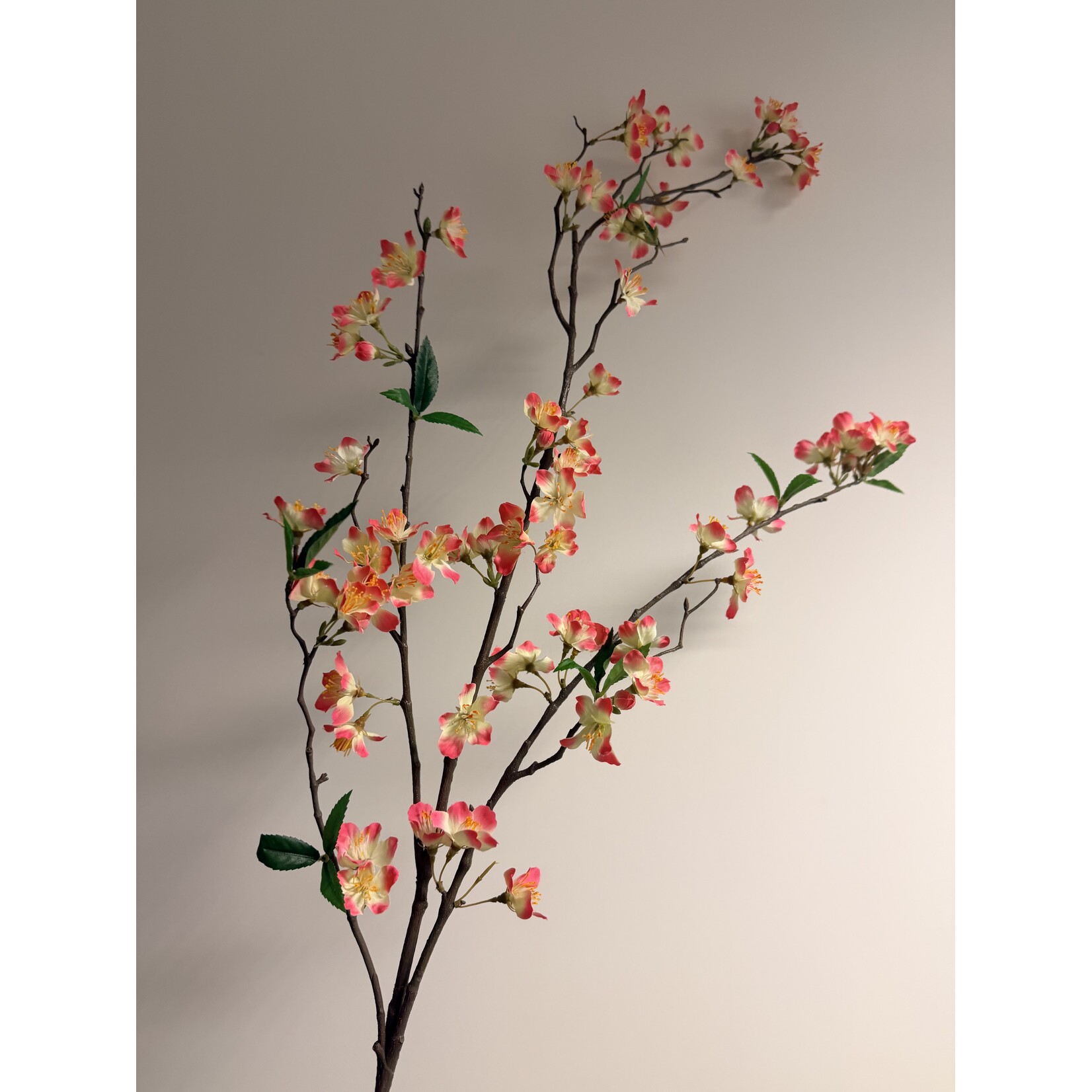 BLOESEM PAPA GAMBETTA | ROZE CREME | 110 CM