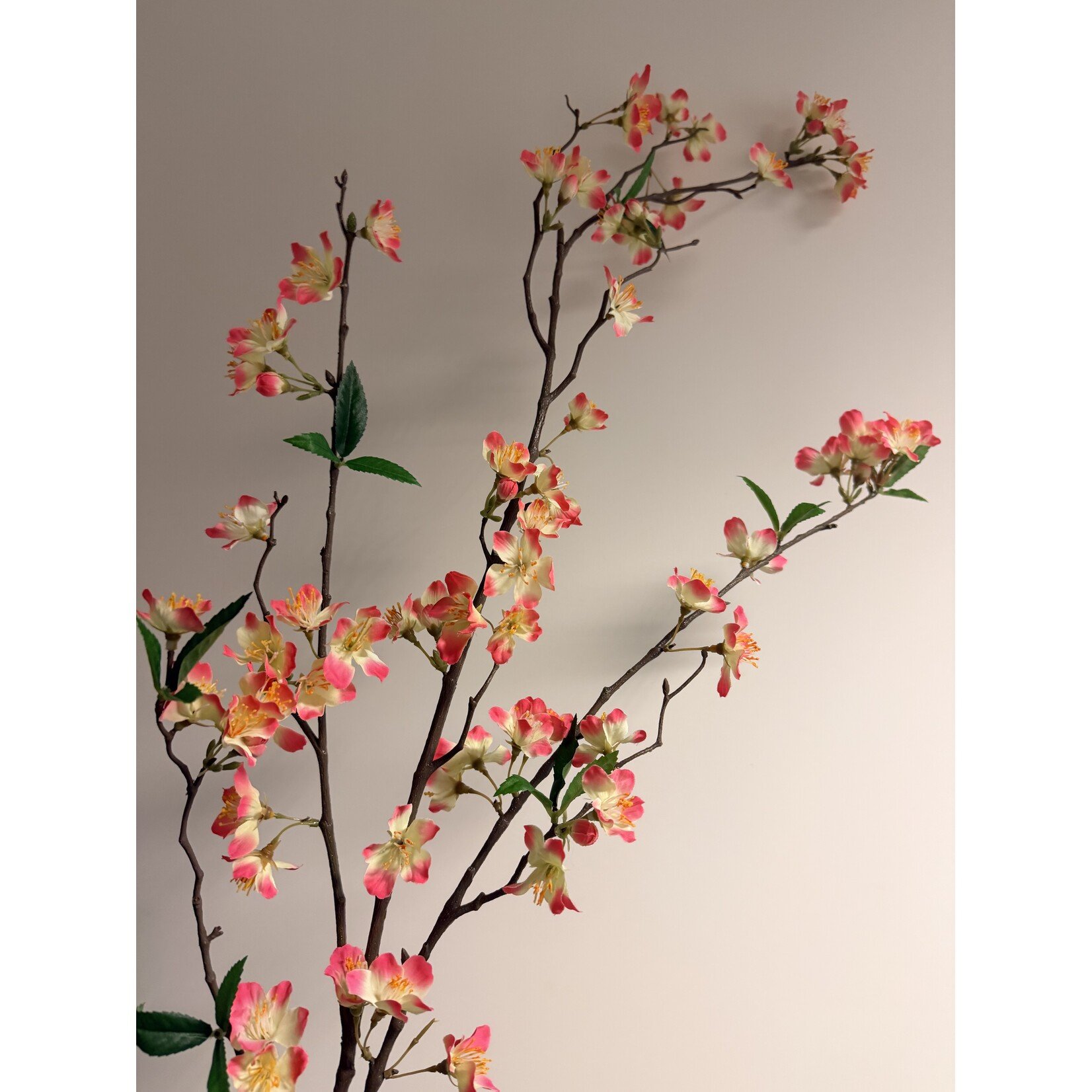 BLOSSOM PAPA GAMBETTA | PINK CREME | 110 CM