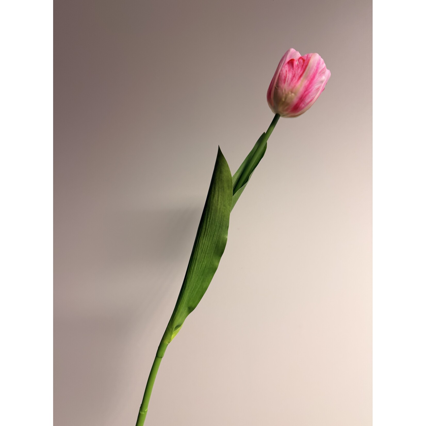 TULP MYSTIC VAN EIJK  | ROZE | 61 CM