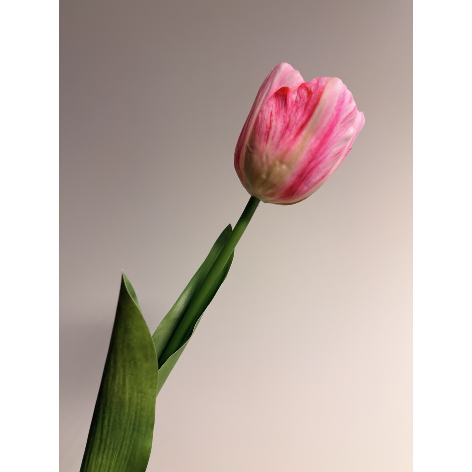 TULIP MYSTIC VAN EIJK | PINK | 61 CM