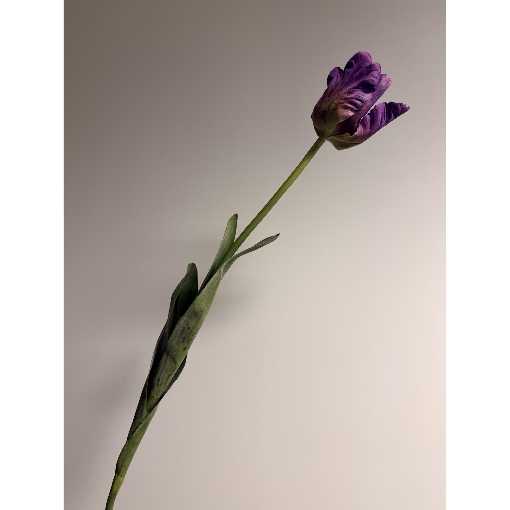 PARKIET TULP PURPLE PRIDE | PAARS|  70 CM