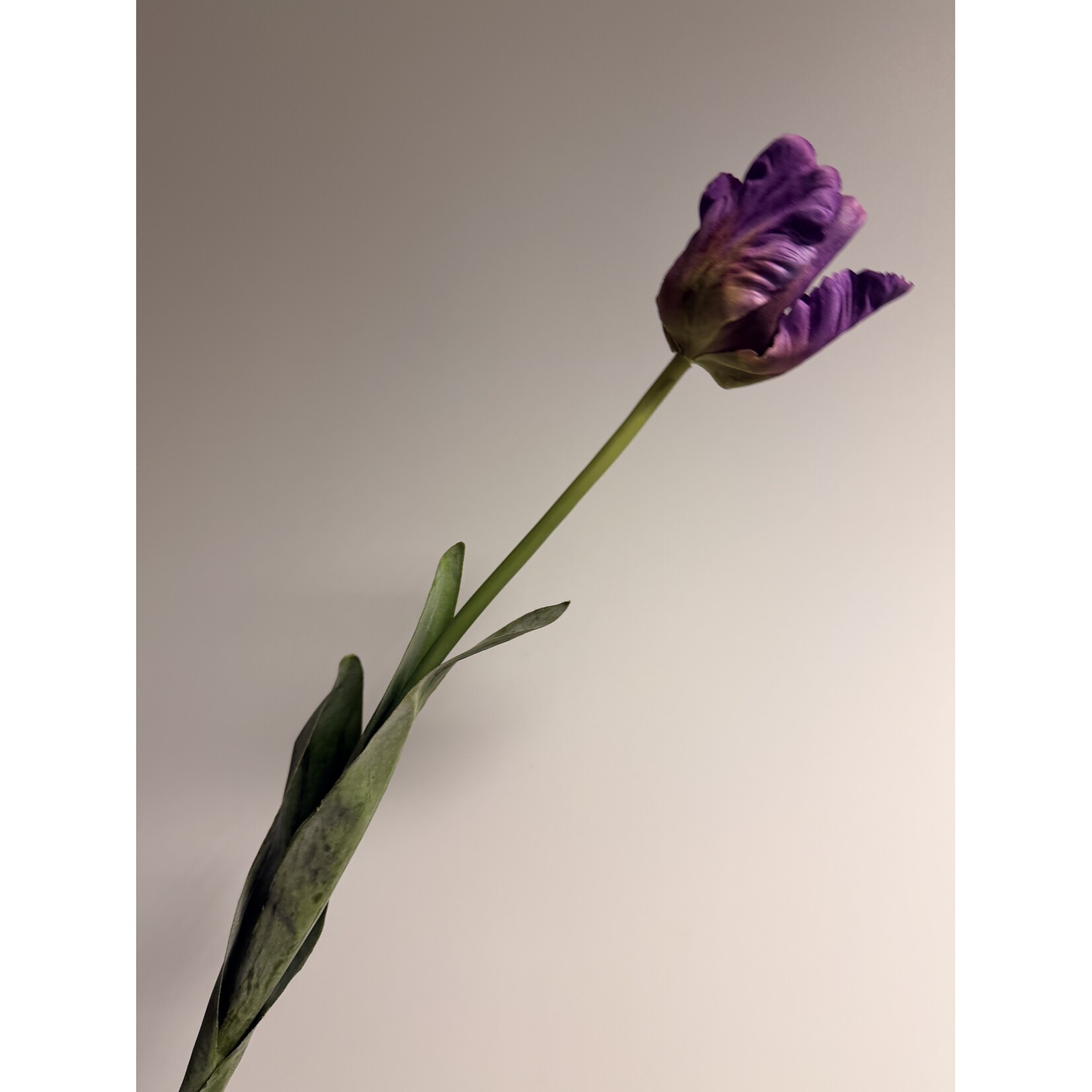 PARKIET TULP PURPLE PRIDE | PAARS|  70 CM