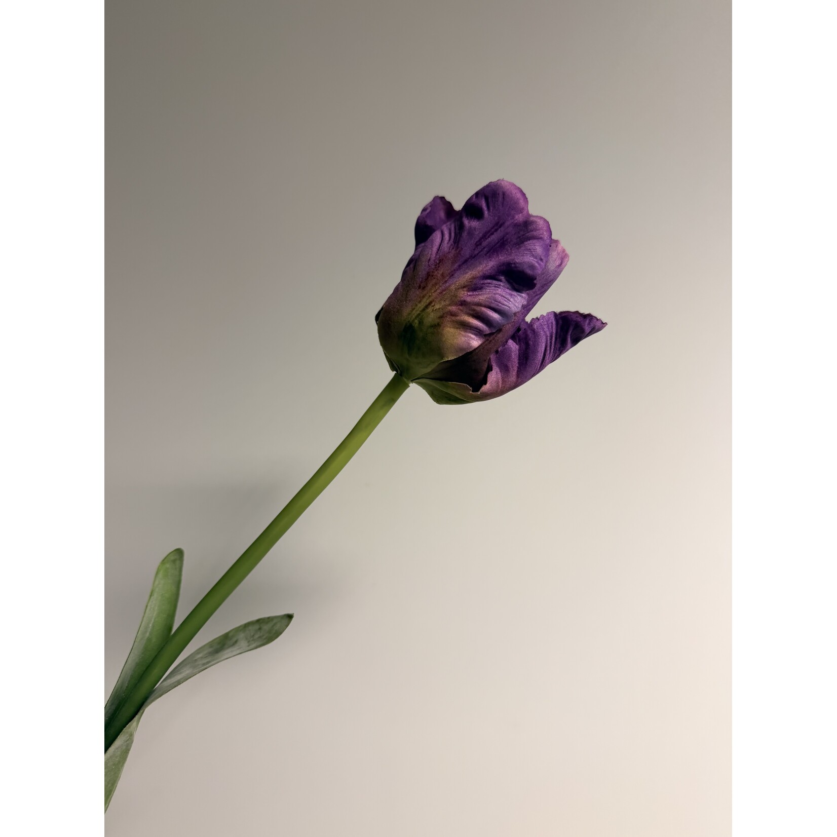 PARKIET TULP PURPLE PRIDE | PAARS|  70 CM