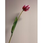 TULP | ROZE WIT | 63 CM
