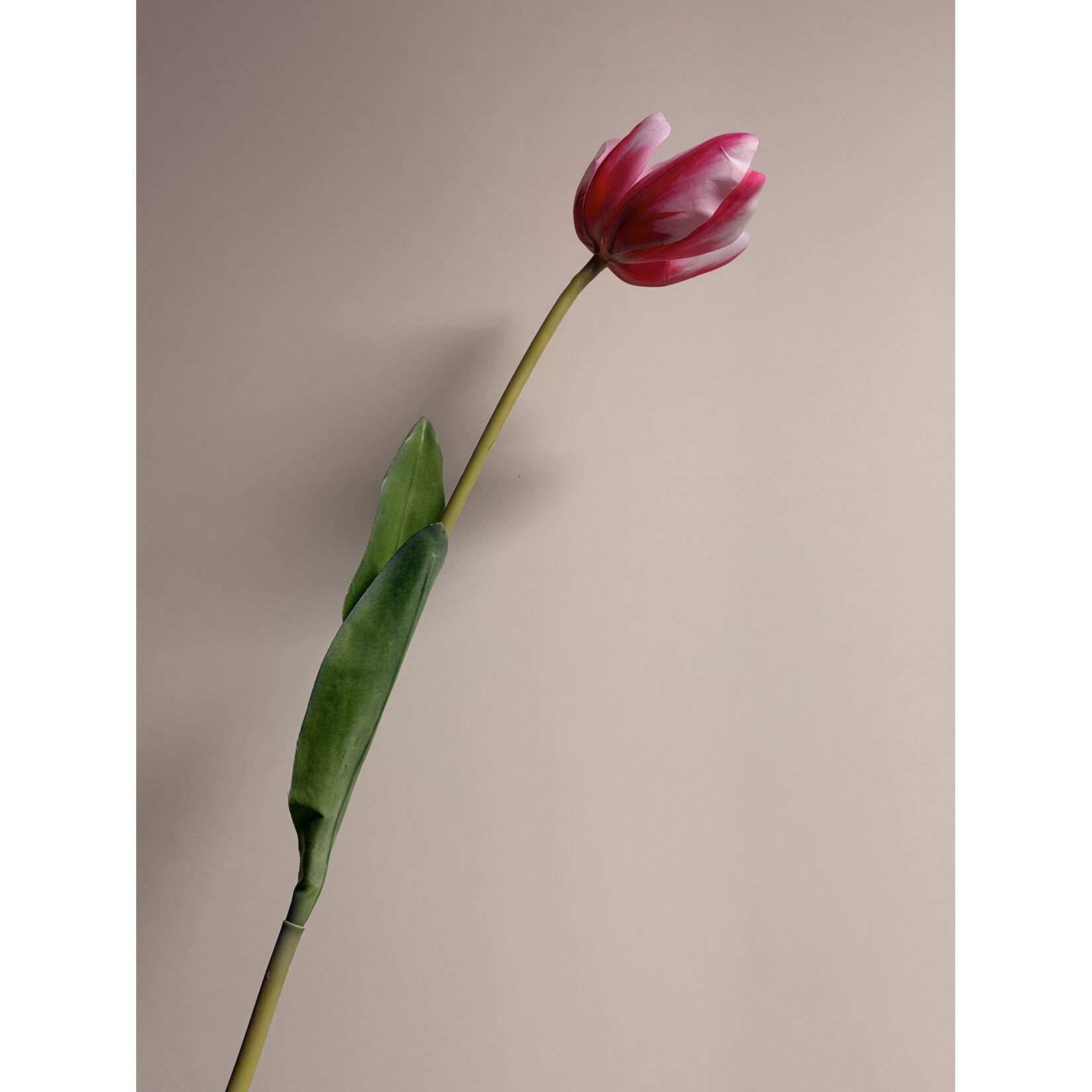 TULP DREAM CLUB  | ROZE | 63 CM