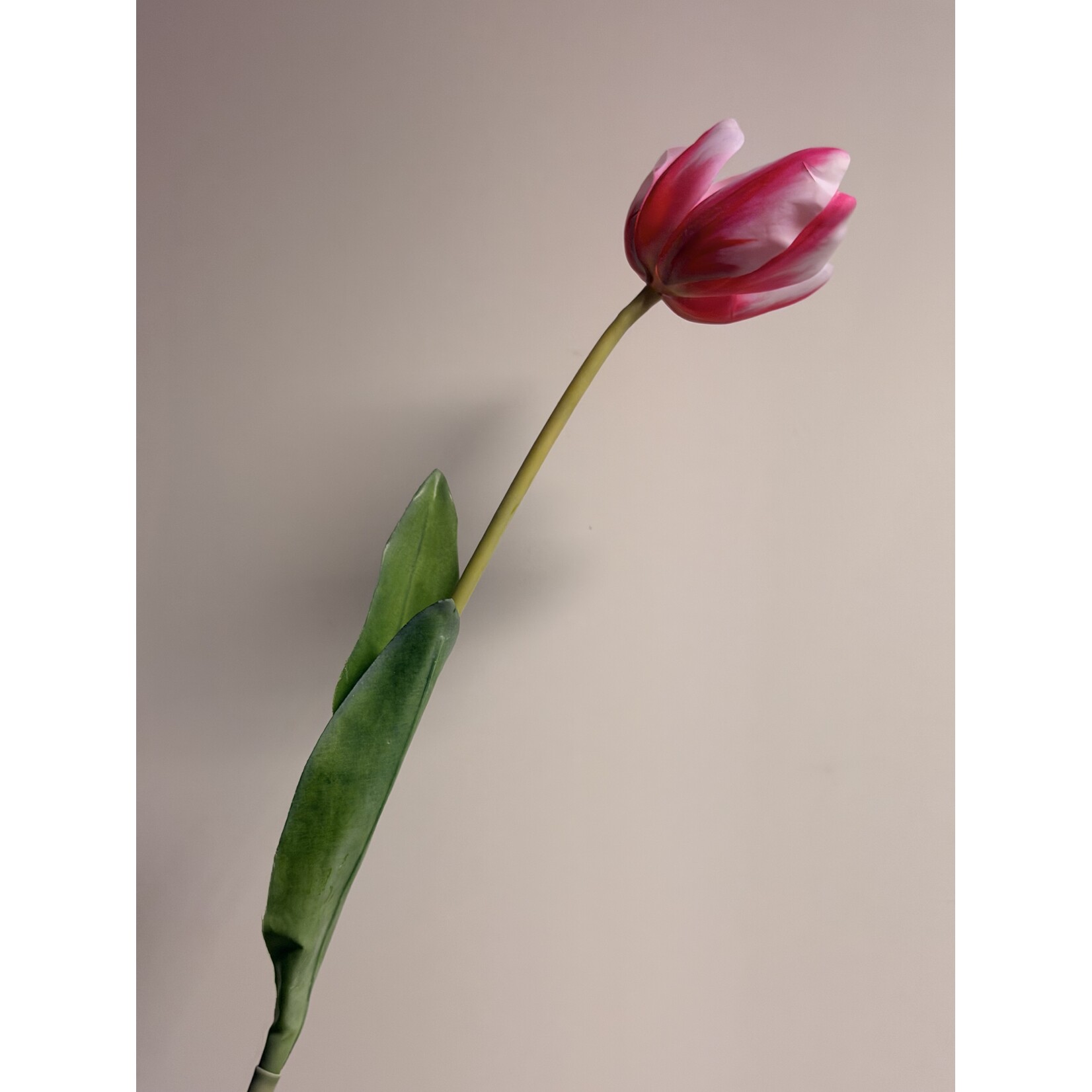 TULP DREAM CLUB  | ROZE | 63 CM