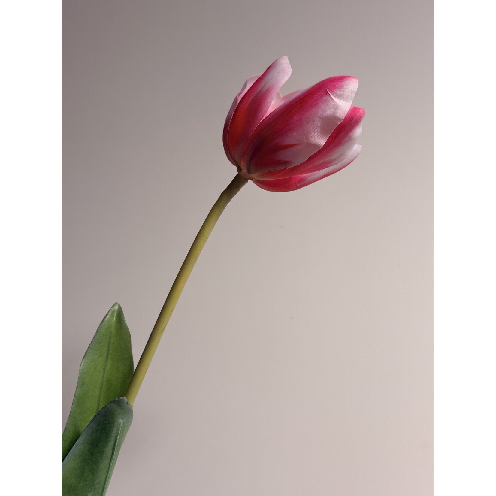 TULIP DREAM CLUB | PINK | 63 CM