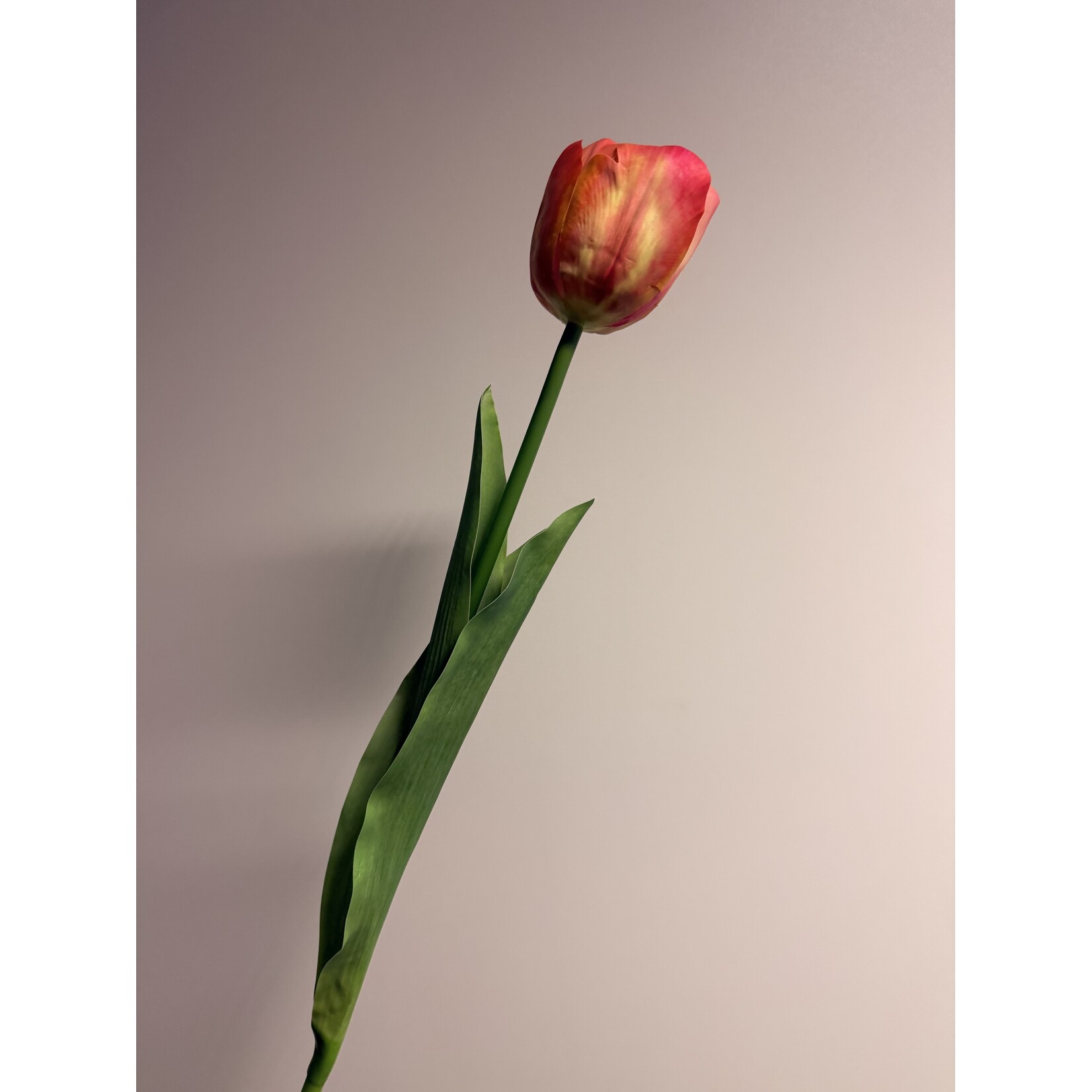 TULP ORANGE VAN EIJK  | ROZE ORANJE | 61 CM