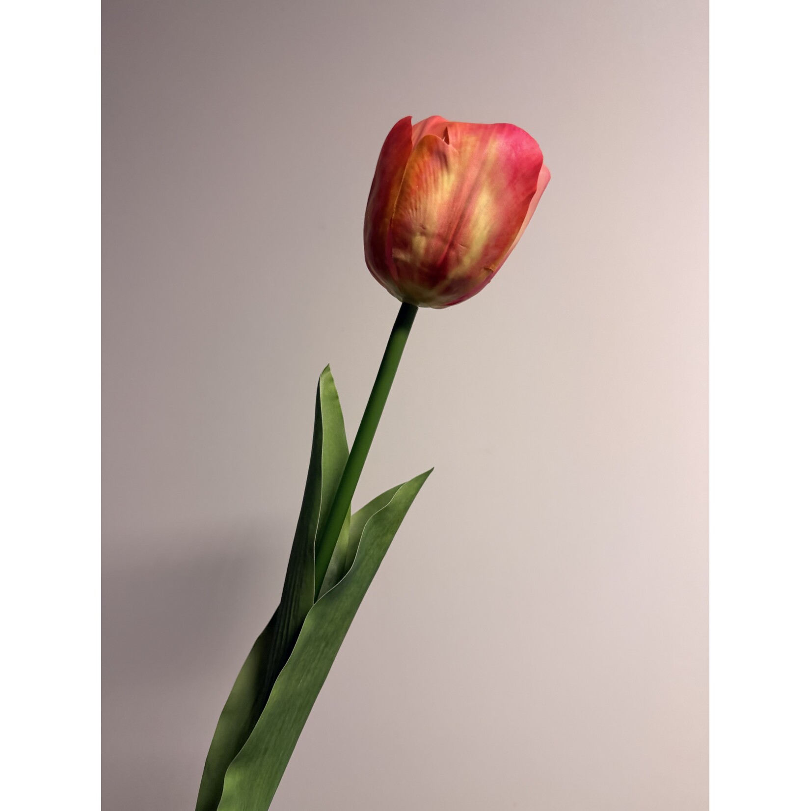 TULIP ORANGE VAN EIJK | PINK ORANGE | 61 CM
