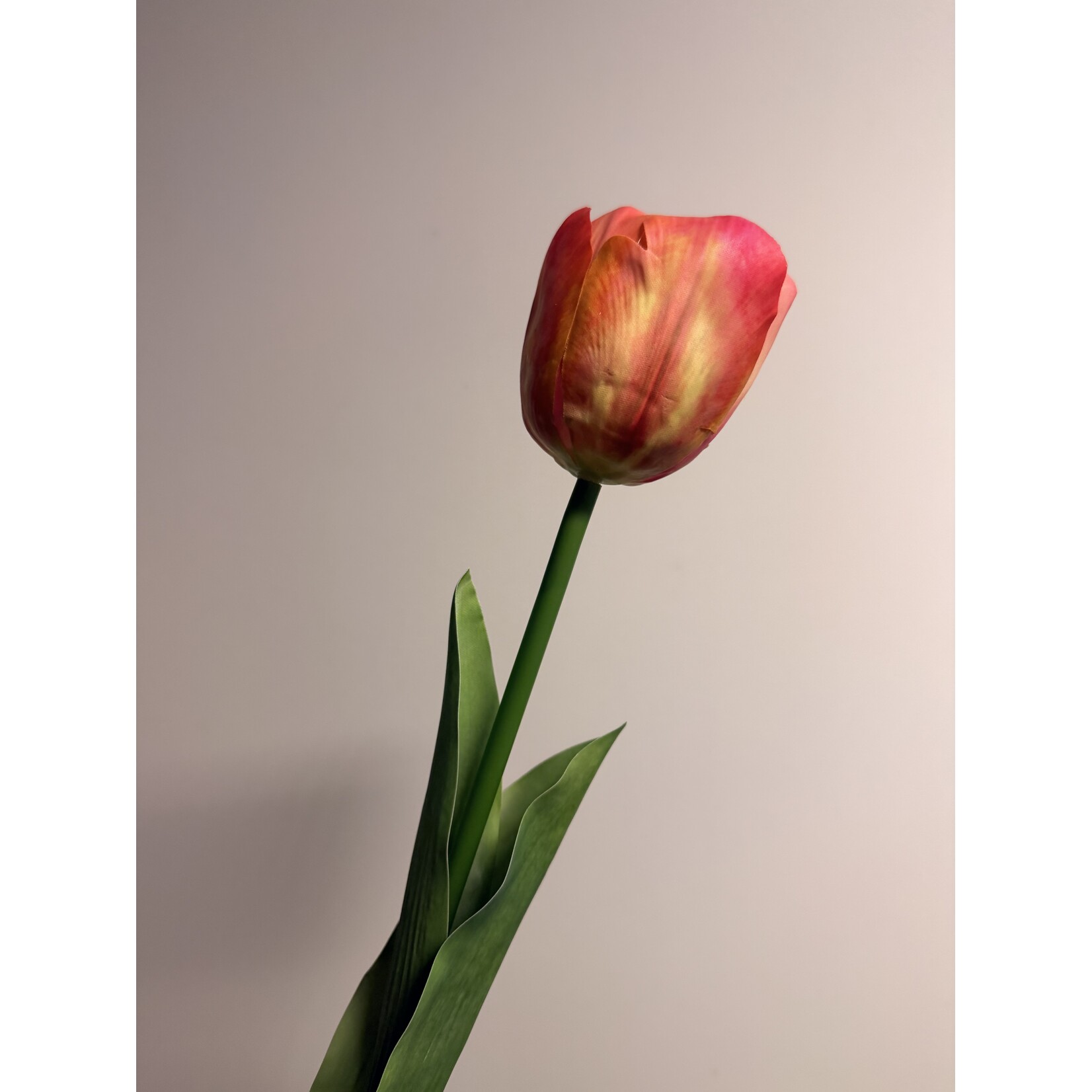 TULIP ORANGE VAN EIJK | PINK ORANGE | 61 CM