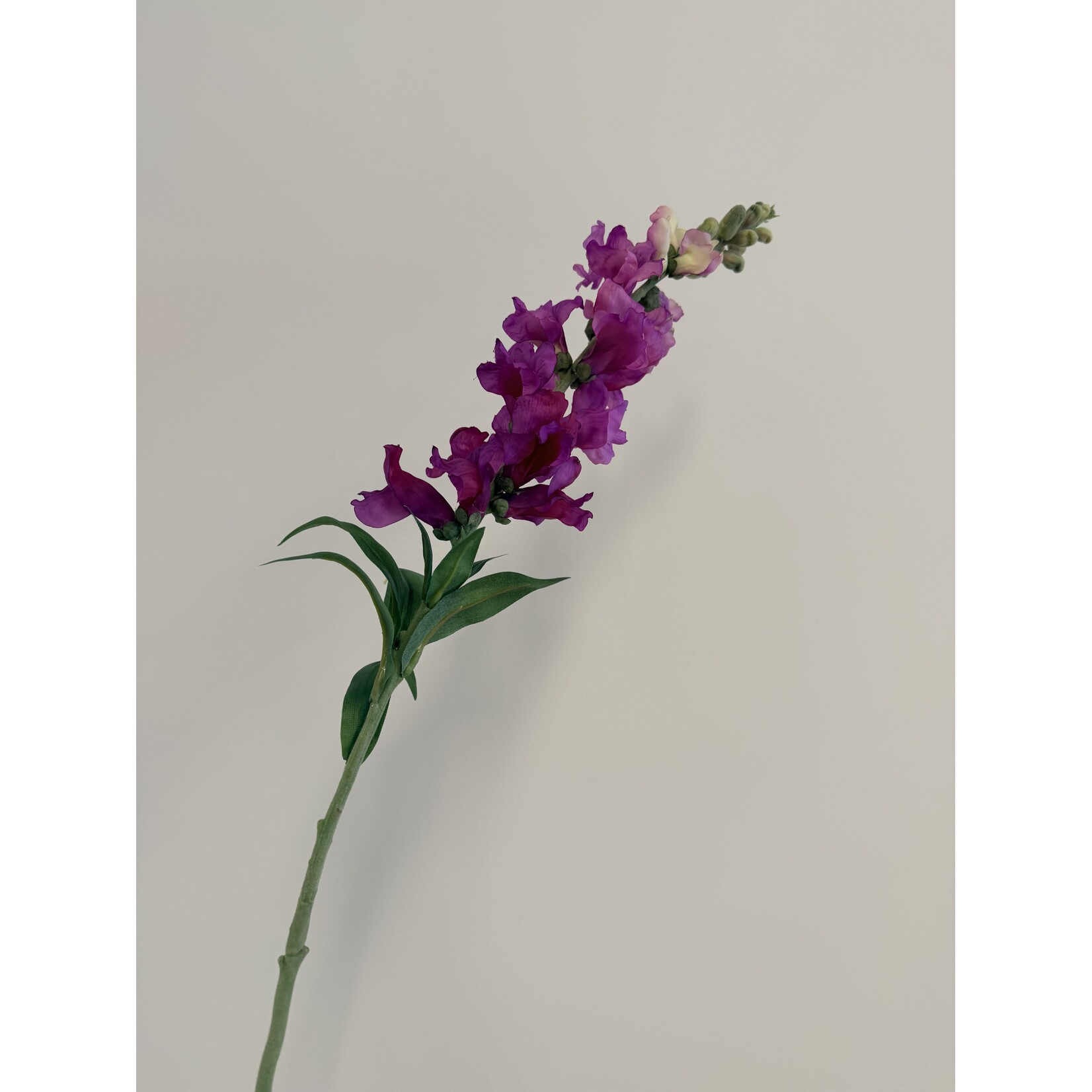 VLASLEEUWENBEK | PAARS | 93 CM