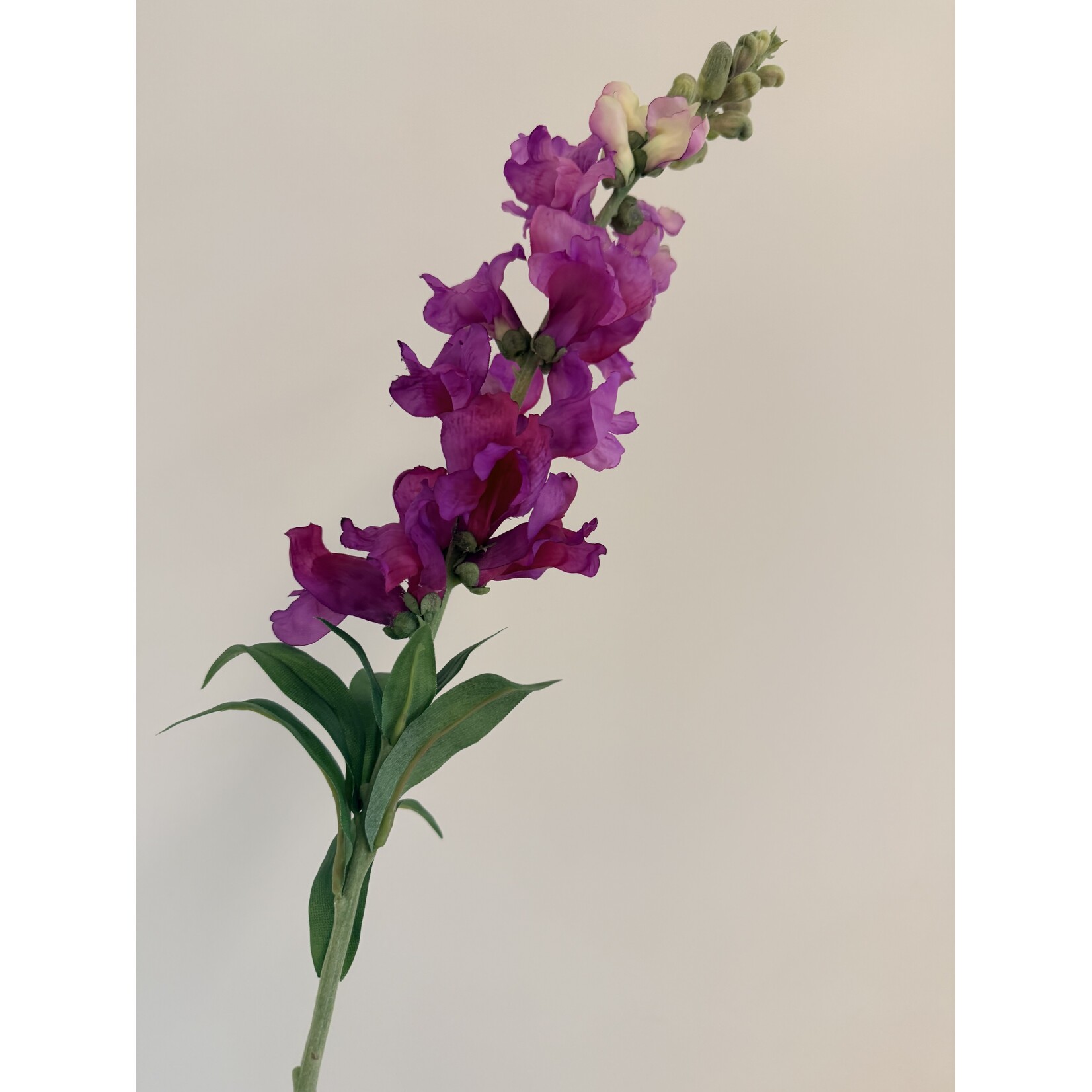 VLASLEEUWENBEK | PAARS | 93 CM